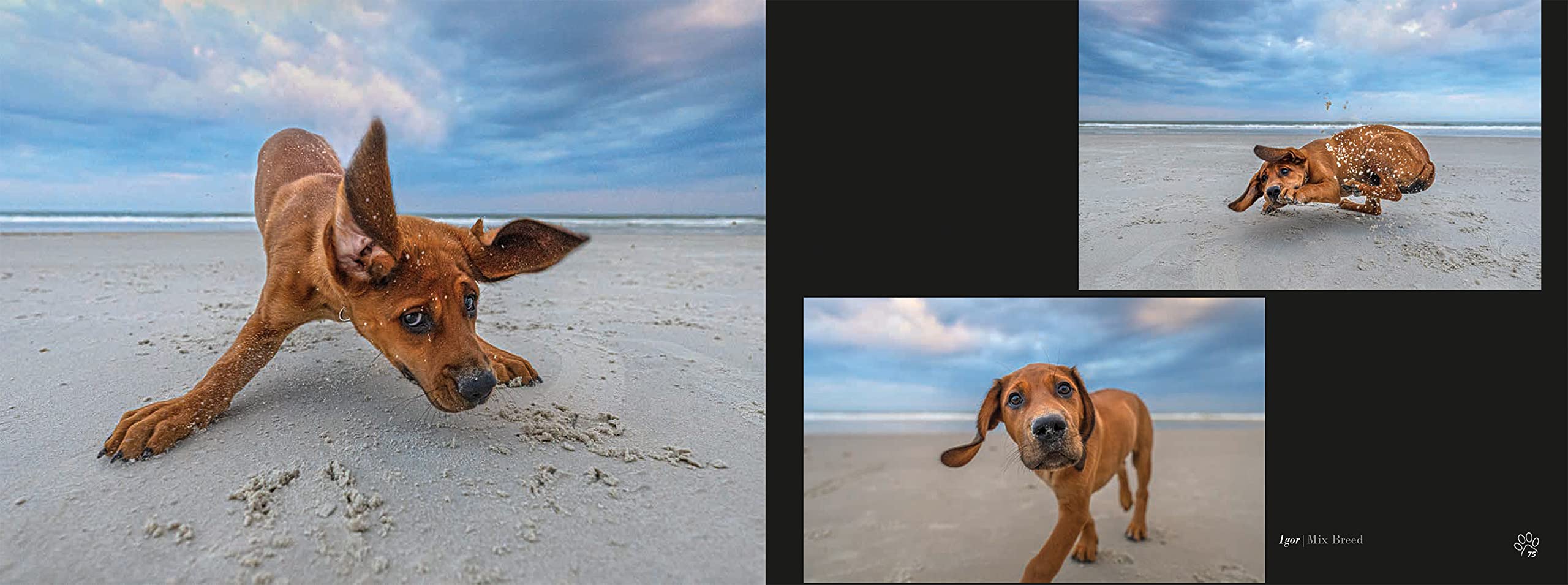 BEACH DOGS: Stunning Coffee Table Photography Book for Dog Lovers - Perfect Gift for Pet Owners & Beach Enthusiasts | Home Decor & Conversation Starter