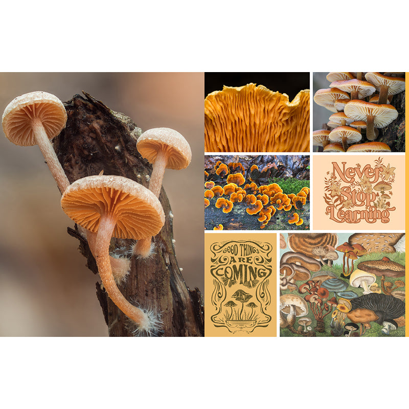 Premium Mushroom & Fungi Cutting and Collage Kit - DIY Craft Supplies for Scrapbooking, Journaling, and Nature-Themed Home Decor