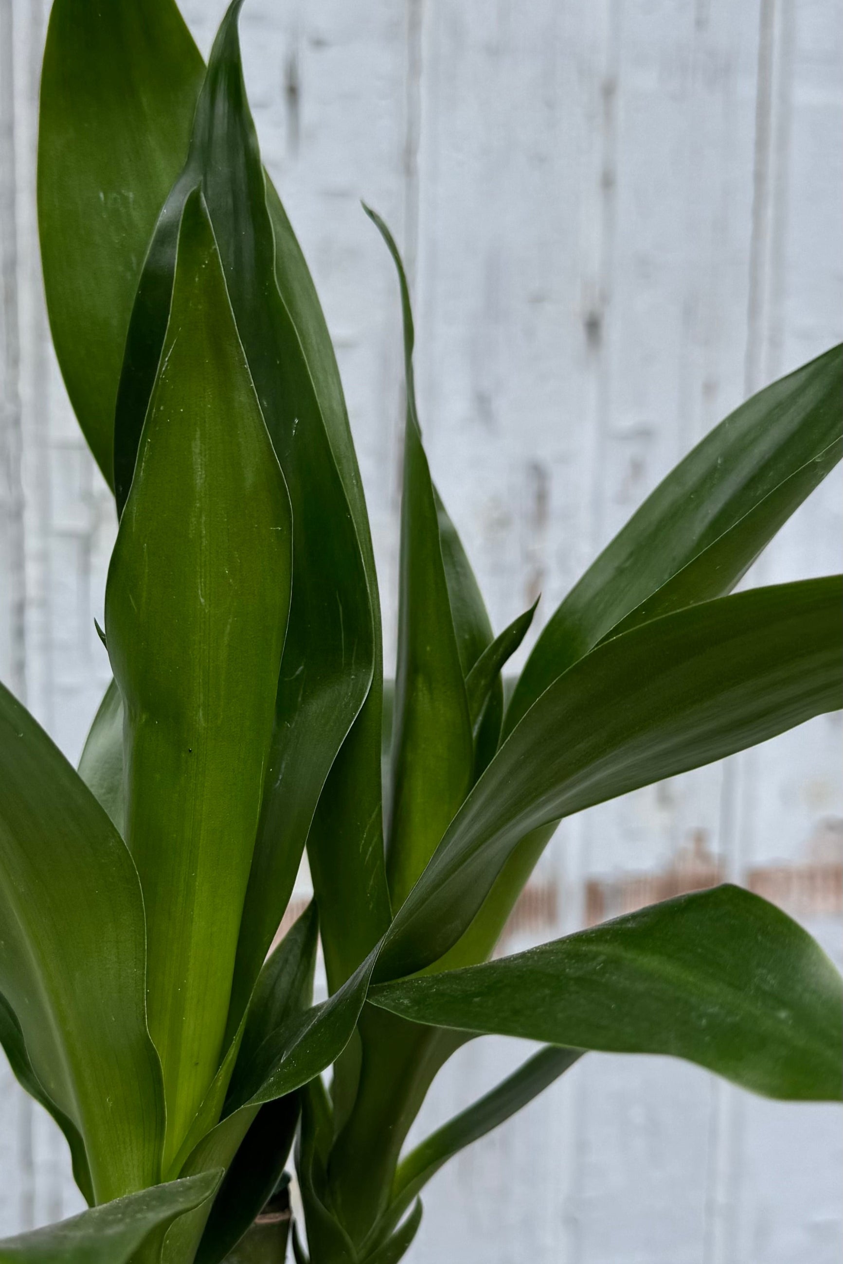Dracaena 'Black Beauty' Cane - 4 Pack Indoor Plants for Home & Office Decor | Perfect for Living Room, Bedroom, and Workspace Air Purification