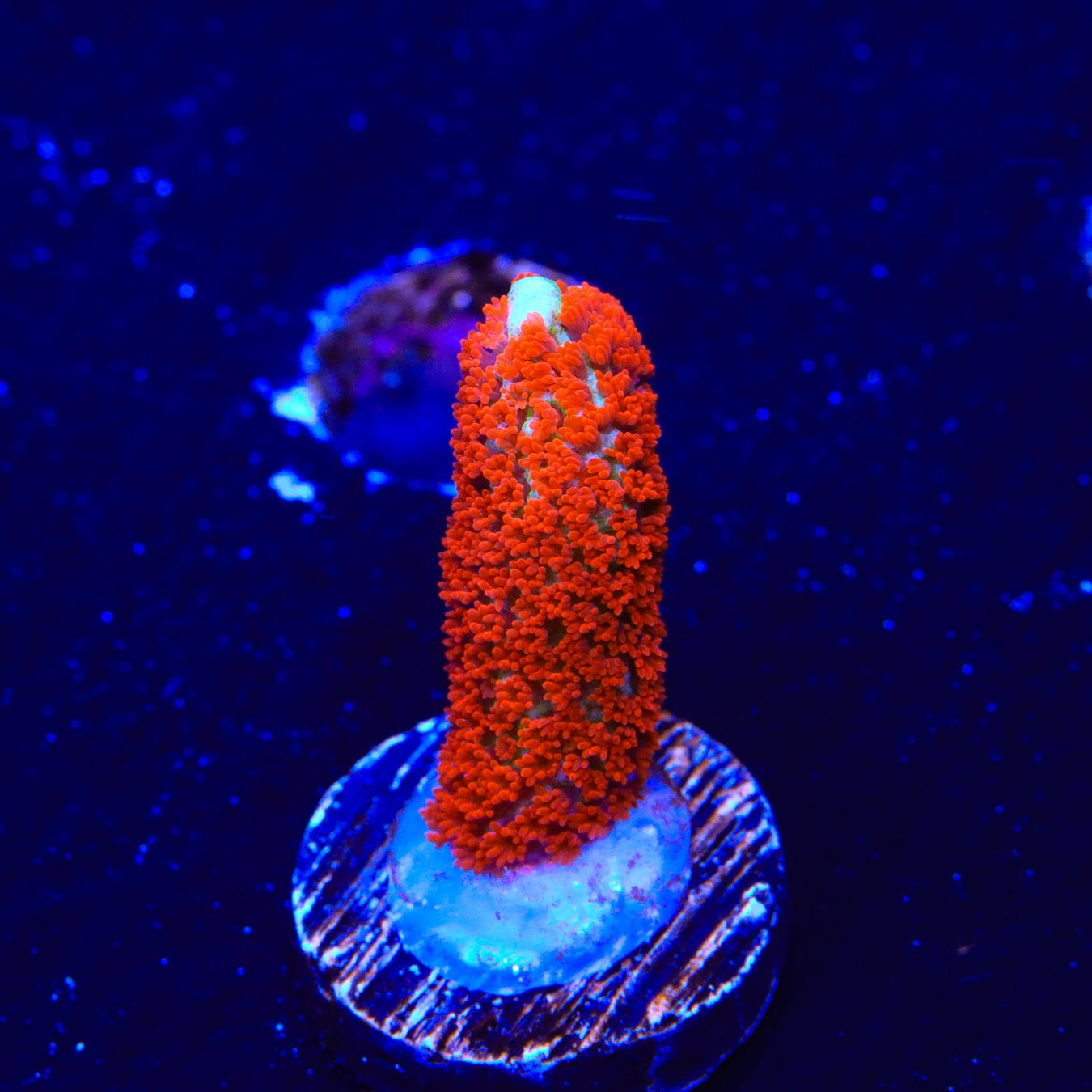 Premium Forest Fire Digitata Montipora Coral for Saltwater Aquariums - Vibrant Red & Orange SPS Coral for Reef Tanks, Nano Tanks & Coral Frag Racks