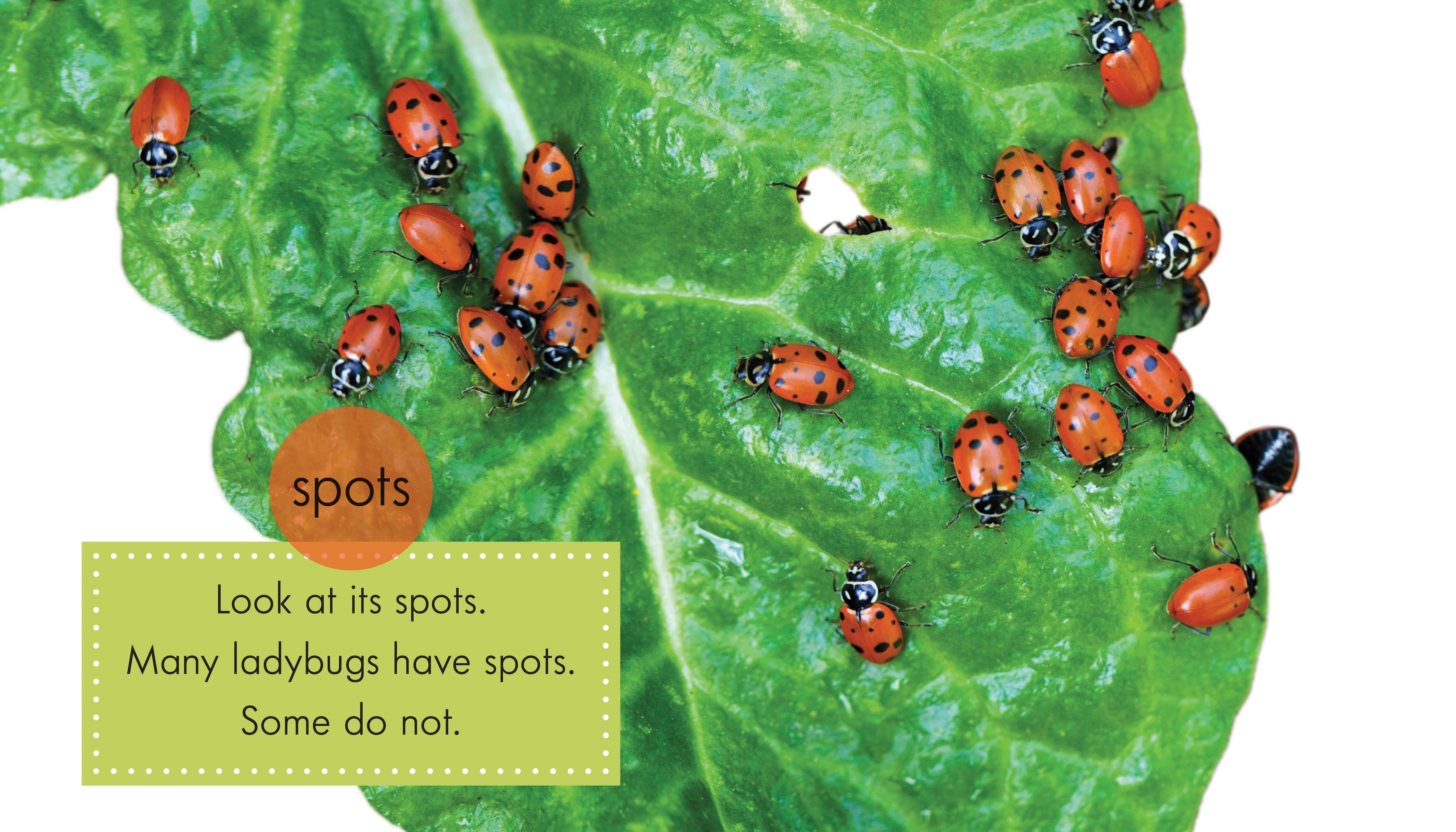 Beneficial Ladybugs for Natural Pest Control - Organic Garden & Greenhouse Use - Live Ladybugs for Aphid & Pest Management