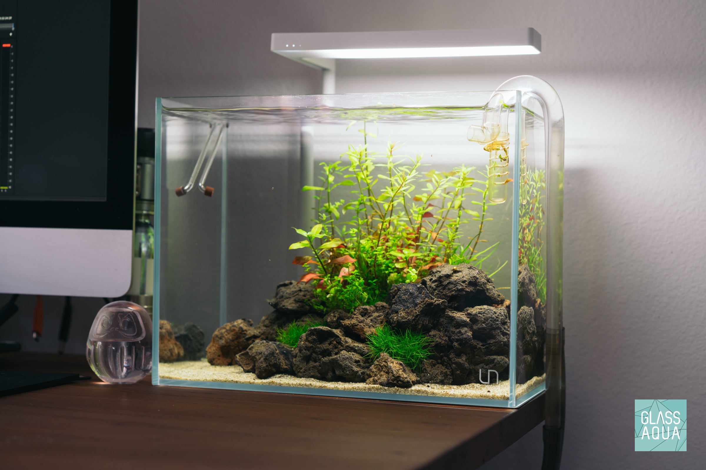 Micranthemum Micranthemoides Aquatic Plant for Freshwater Aquariums - Perfect for Aquascaping, Fish Tanks, and Nano Tanks