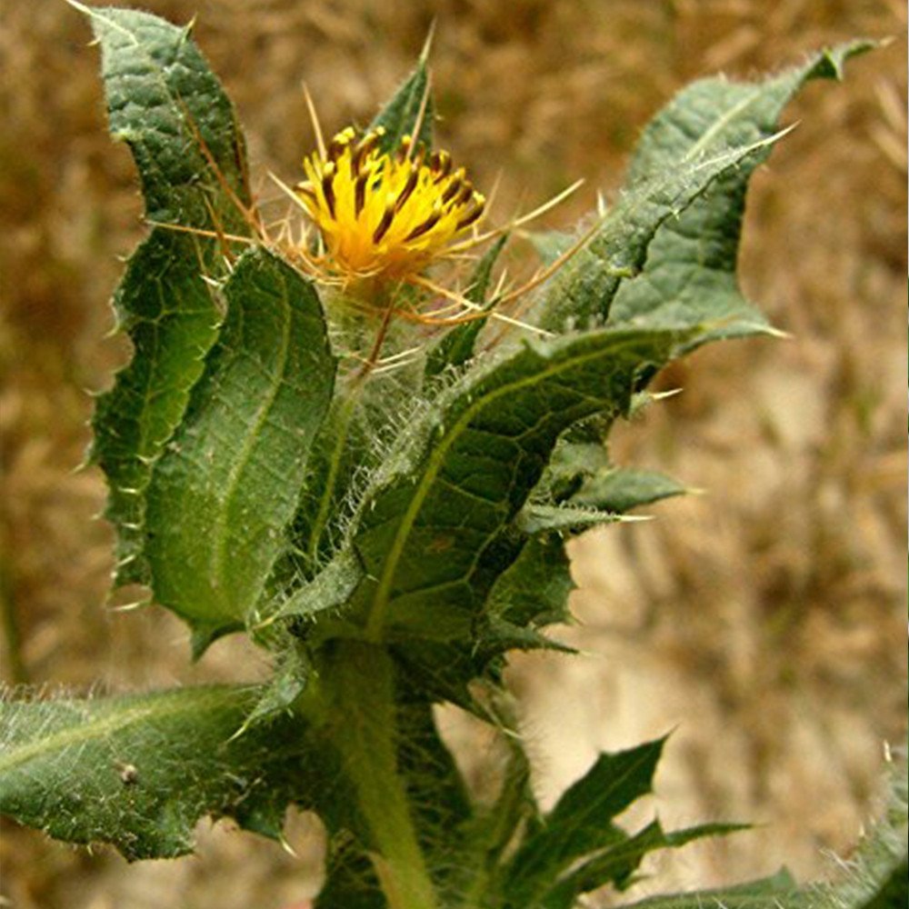 Blessed Holy Thistle Seeds (Cnicus Benedictus) - Pack of 10 Organic Herbal Seeds for Planting - Grow Medicinal Herb Garden, Tea Making & Natural Remedies