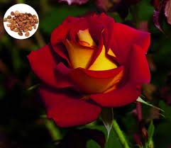 20 Rare Osiria Hybrid Tea Rose Seeds - Exotic Dragon Rose Flower Seeds for Planting, Gardening, and Landscaping | Fresh & High Germination Rate | Perfect for Home Gardens, Wedding Bouquets, and Floral Arrangements