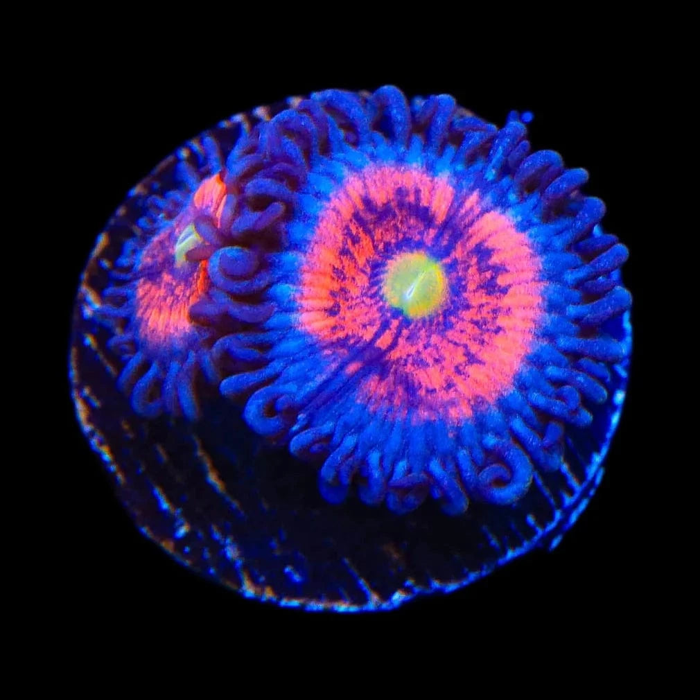 Everlasting Gobstopper Zoanthid Coral for Saltwater Aquariums - Vibrant Coral for Reef Tanks & Marine Displays