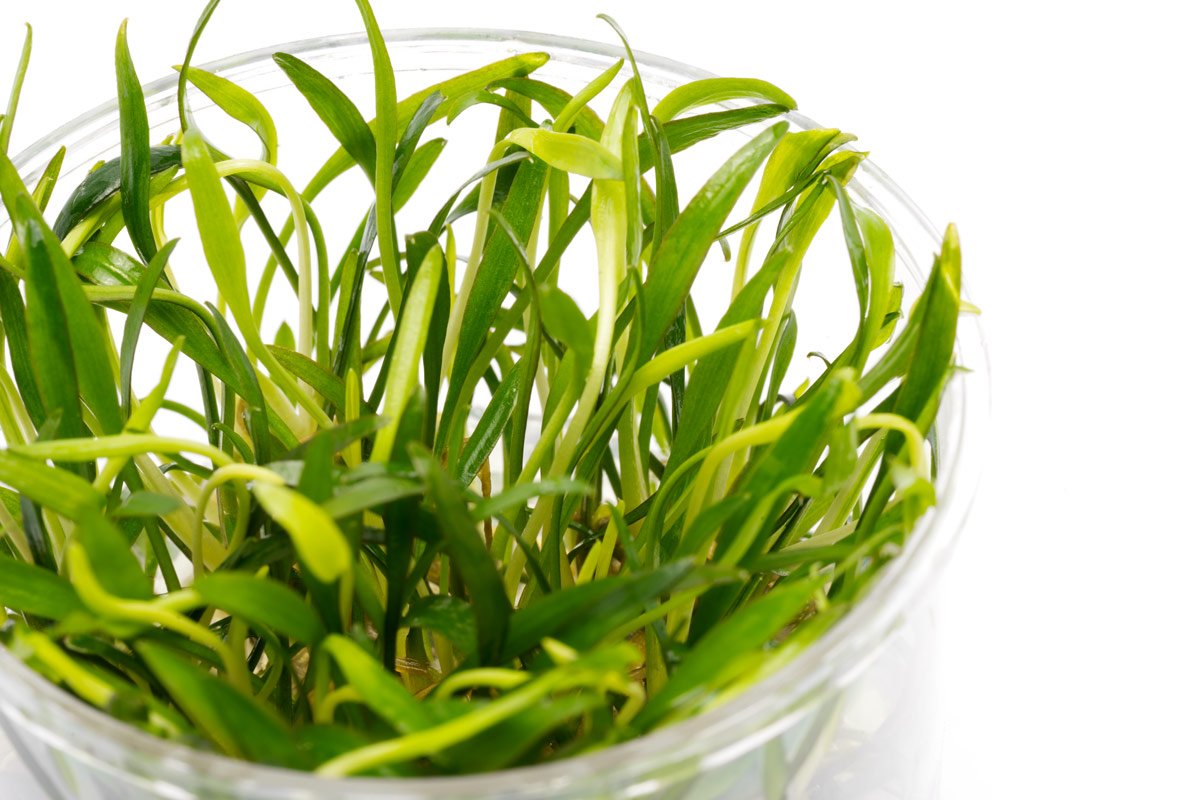 Cryptocoryne Wendtii Green Live Aquarium Plant - Freshwater Aquatic Plants for Fish Tanks, Aquascaping & Low Light Aquariums