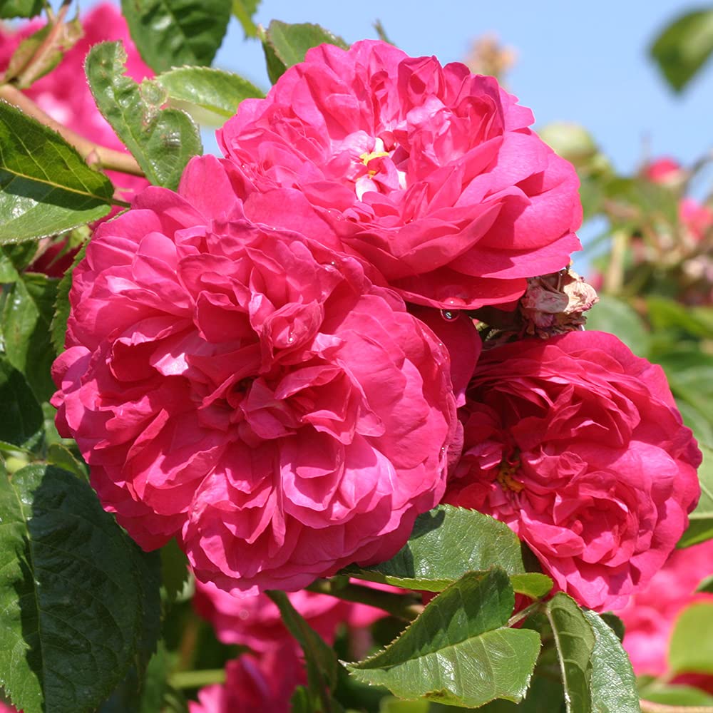 Heirloom Roses Red Blush Rose Bush - Albas Live Outdoor Plant for Garden, Landscaping & Home Decor | Fresh Cut Flowers for Weddings & Special Occasions
