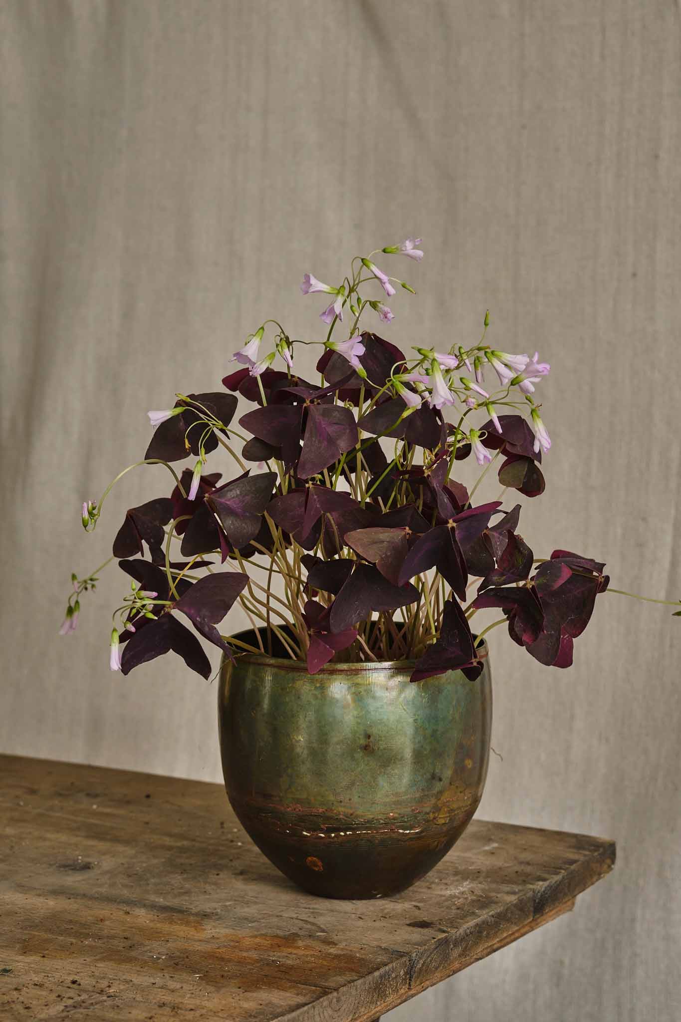 Oxalis Triangularis (Purple Shamrock) - Live Plant for Home & Garden Decor, Indoor Houseplant, Perfect for Windowsills, Terrariums, and Gift Giving