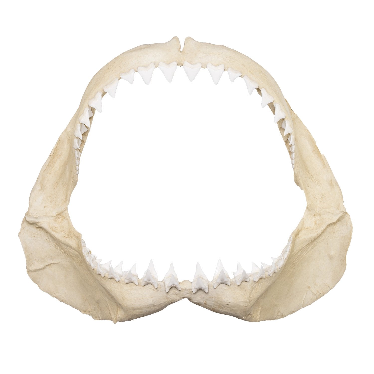 Authentic Replica Great White Shark Jaw - Lifelike Shark Teeth Display for Home Decor, Classroom Education & Marine Biology Enthusiasts