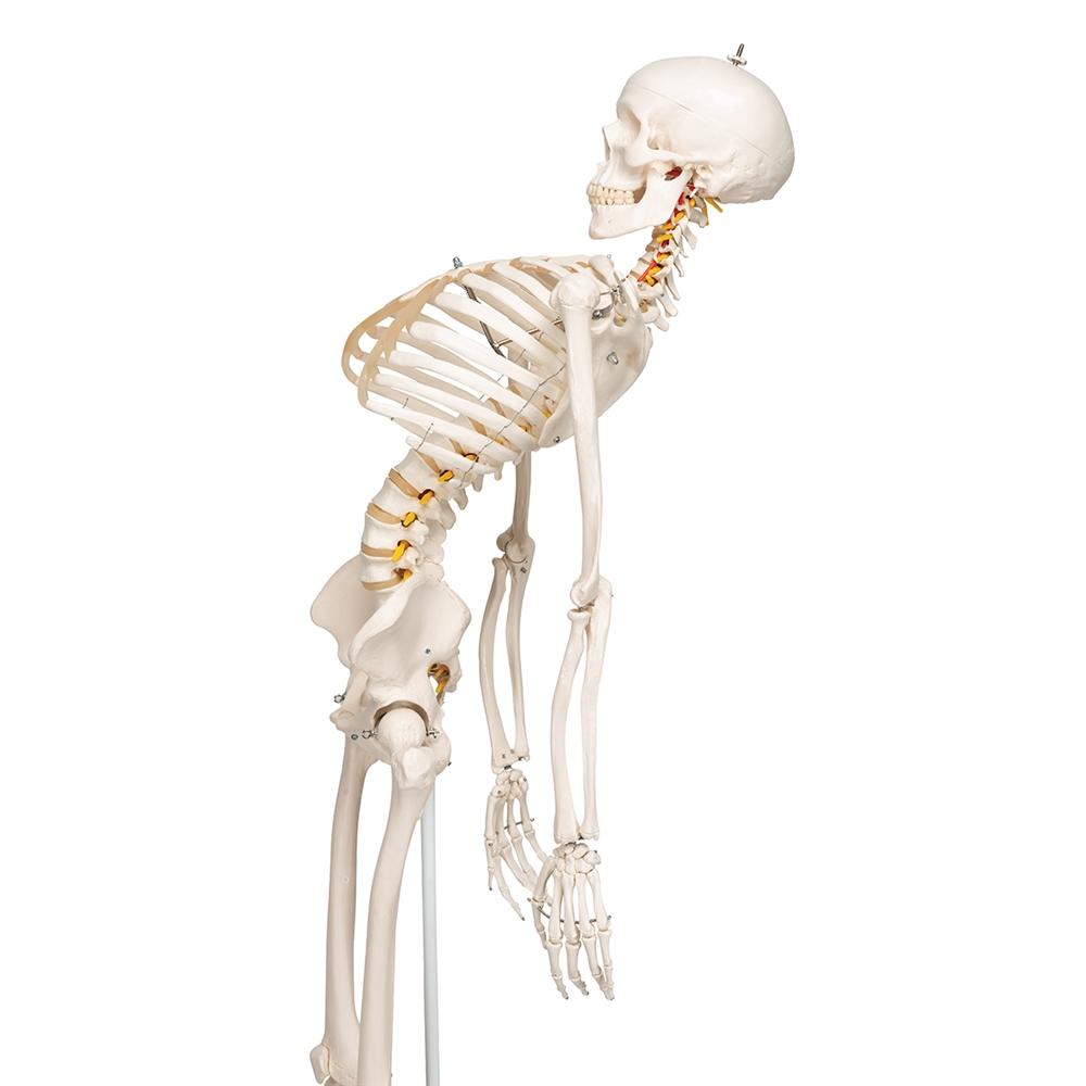 Fred Flexible Skeleton Model with Pelvic Stand - Anatomical Science Display for Medical Education, Halloween Decor & Office Decoration