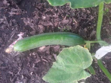 Organic Non-GMO Zozulya F1 Self-Pollinating Cucumber Seeds for Indoor Gardening - Grow Fresh Long Vegetables Year-Round in Containers & Greenhouses