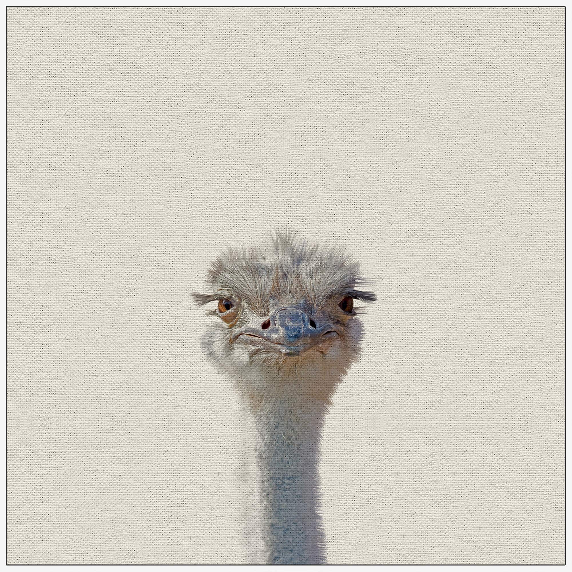 Grumpy Ostrich II Canvas Wall Art - Marmont Hill Framed Painting Print - Modern Home Decor for Living Room, Bedroom & Office