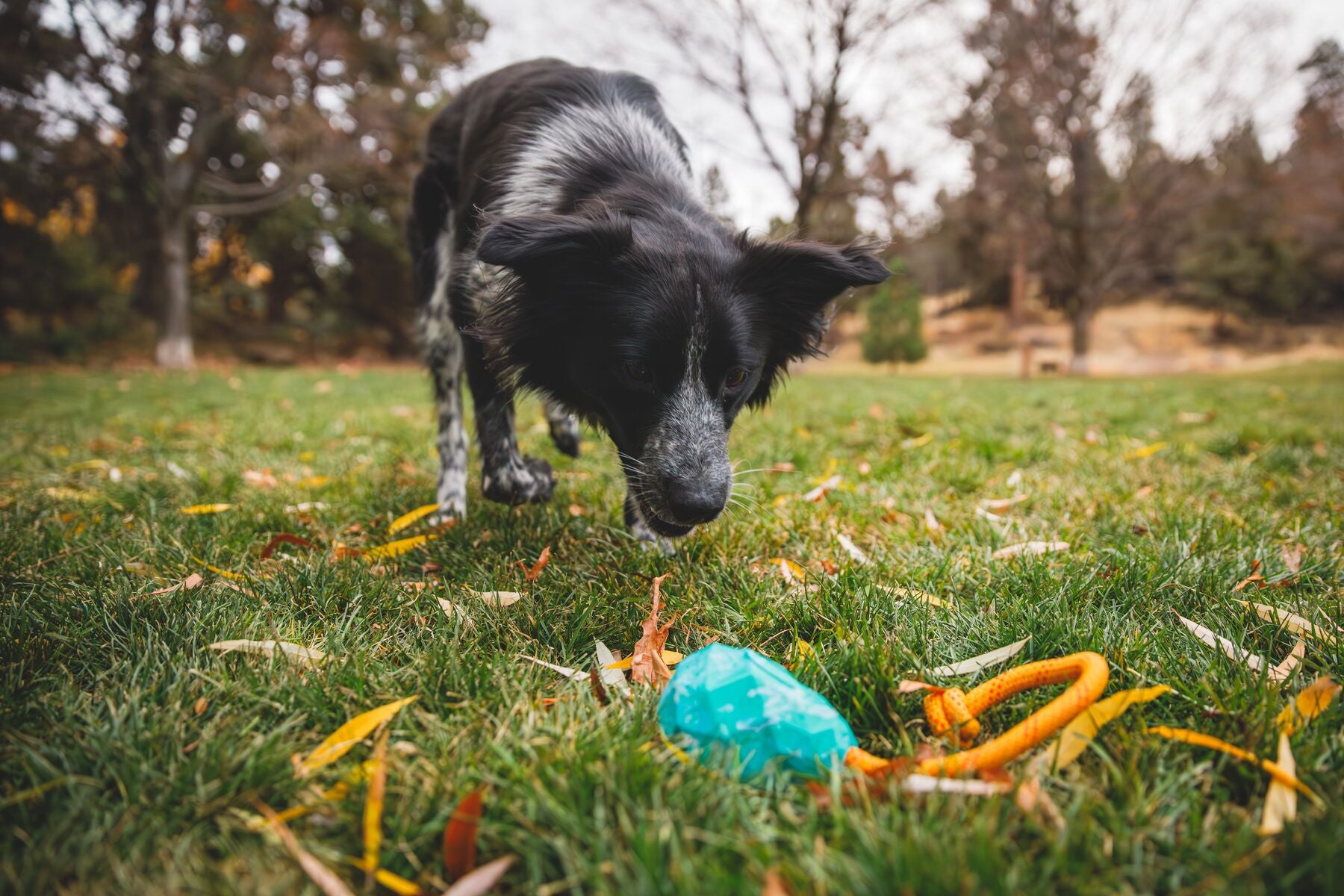 Ruffwear® Huck a Cone® Naranja Salamandra (Salamander Orange) - Durable Fetch, Toss & Bounce Dog Toy for Outdoor Play, Training and Water Fun | Interactive Play for Dogs at Parks, Beaches & Backyards