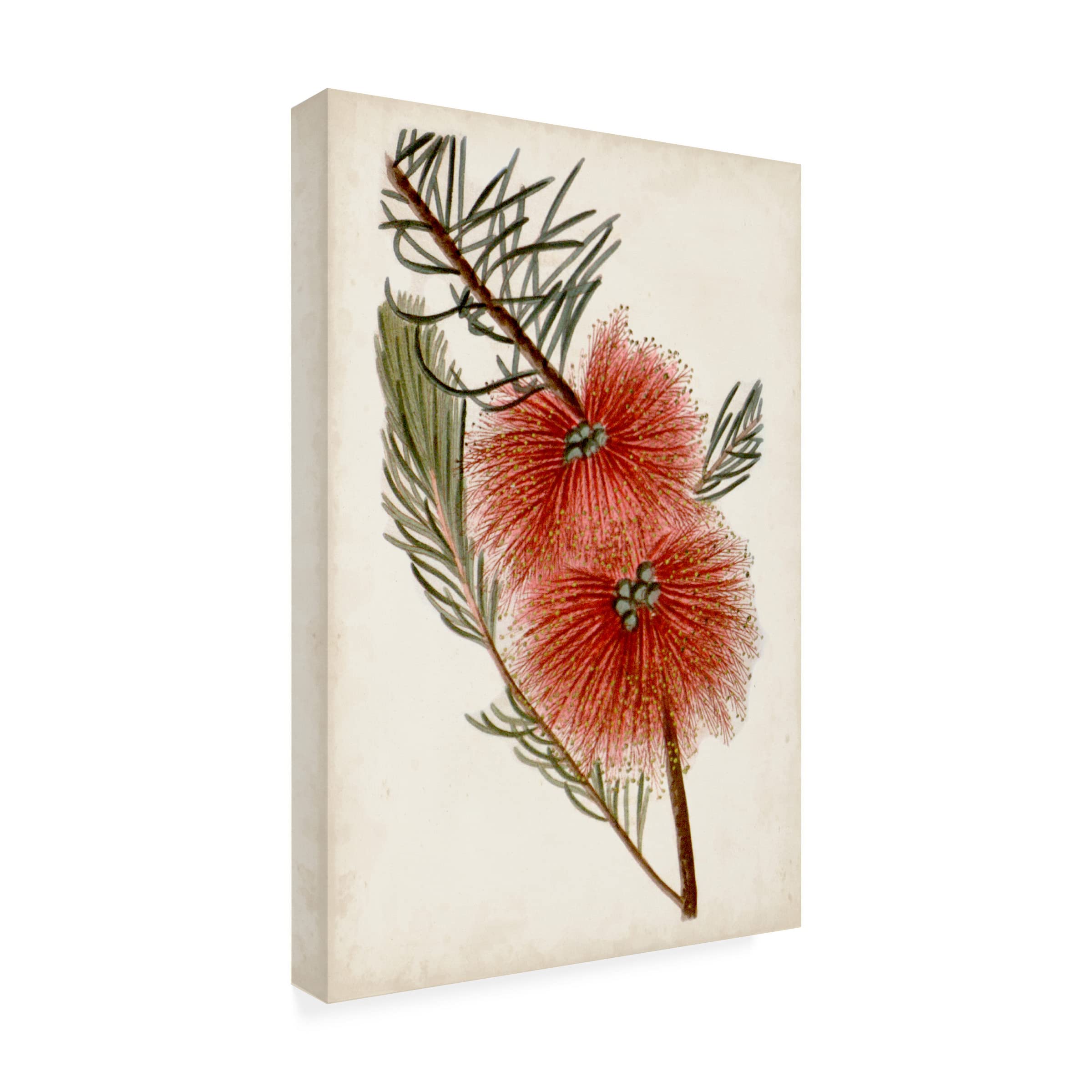 John Miller 'Bottle Brush Flower I' Canvas Wall Art Print - 30x47 Inches Floral Home Decor for Living Room, Bedroom & Office