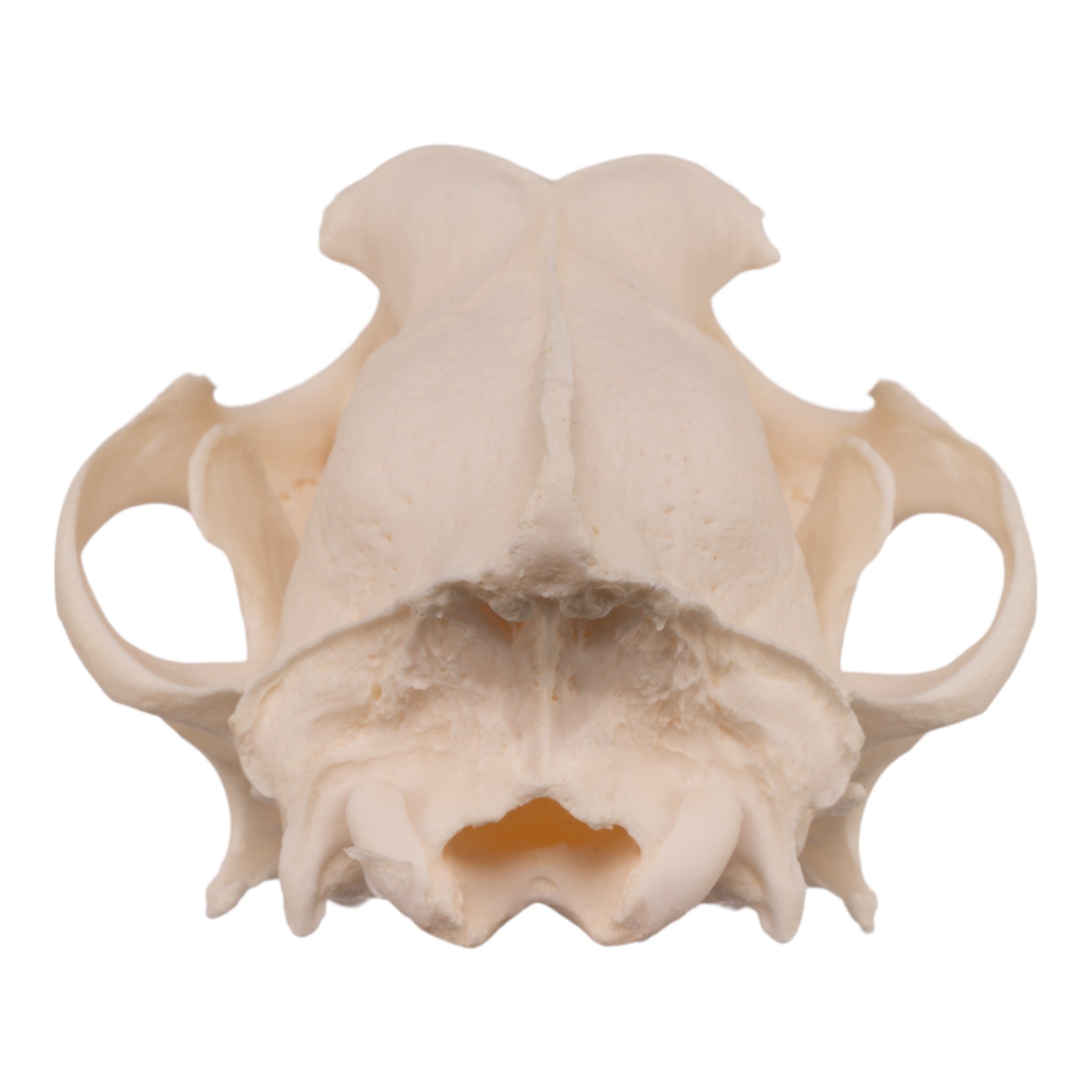 Authentic Alaskan Malamute Dog Skull - Real Domestic Canine Specimen for Veterinary Study, Taxidermy & Educational Display