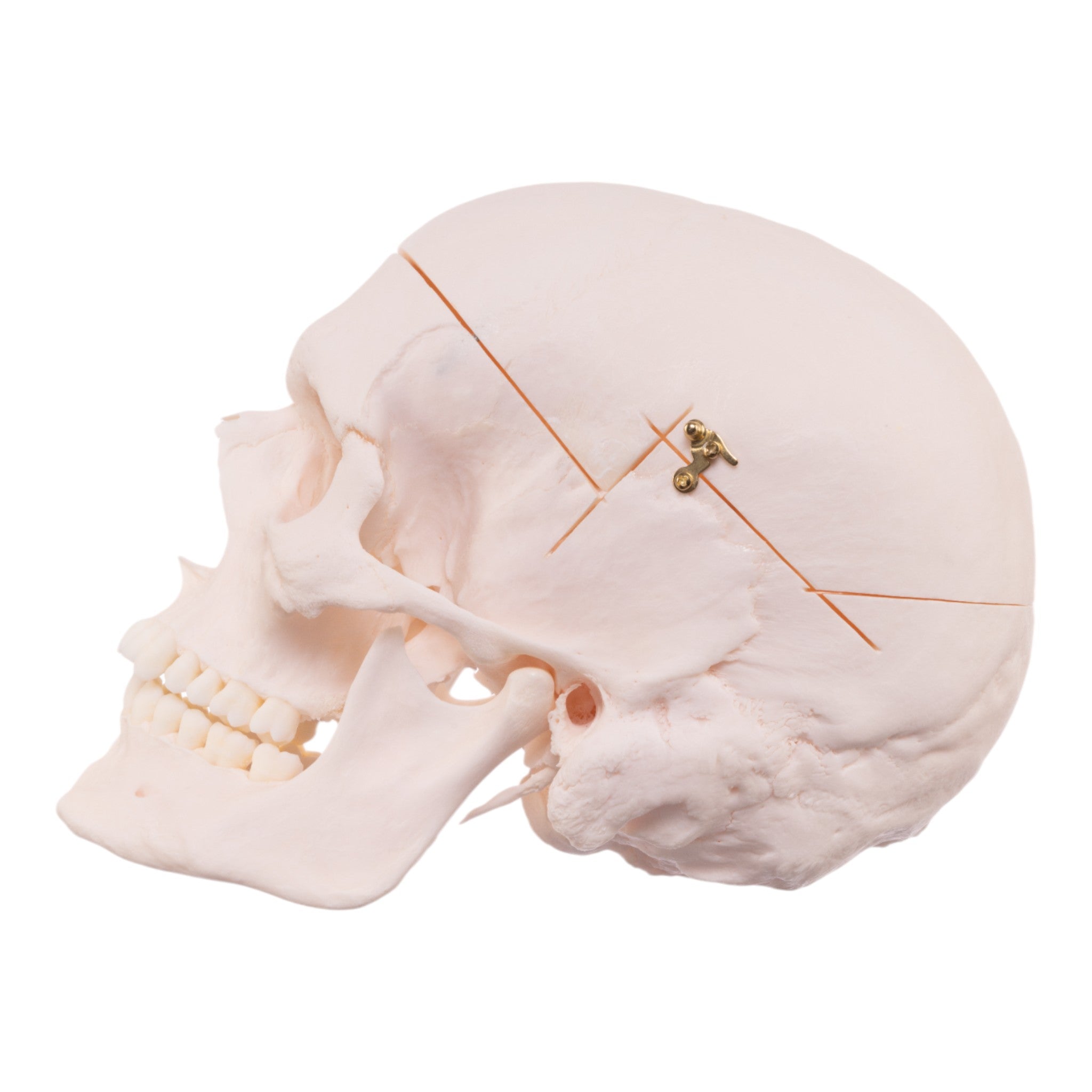 Premium Anatomical Human Skull Model - Accurate & Detailed for Medical Education, Research & Study - Perfect for Doctors, Students & Halloween Decor