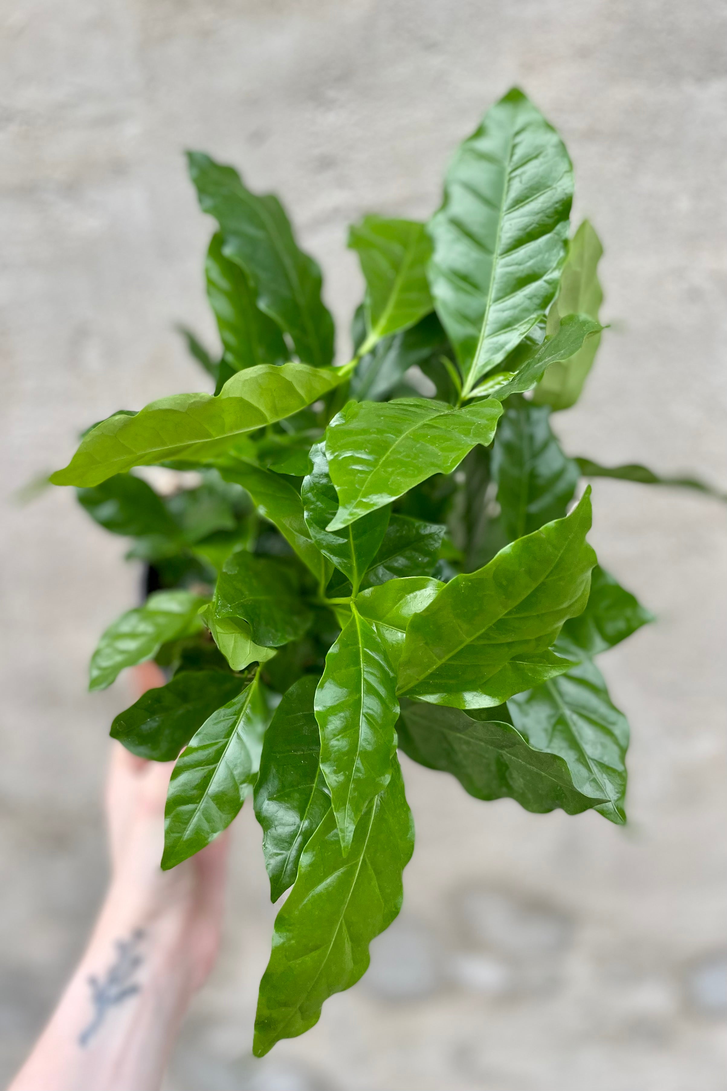 Premium Arabica Coffee Plant - 6