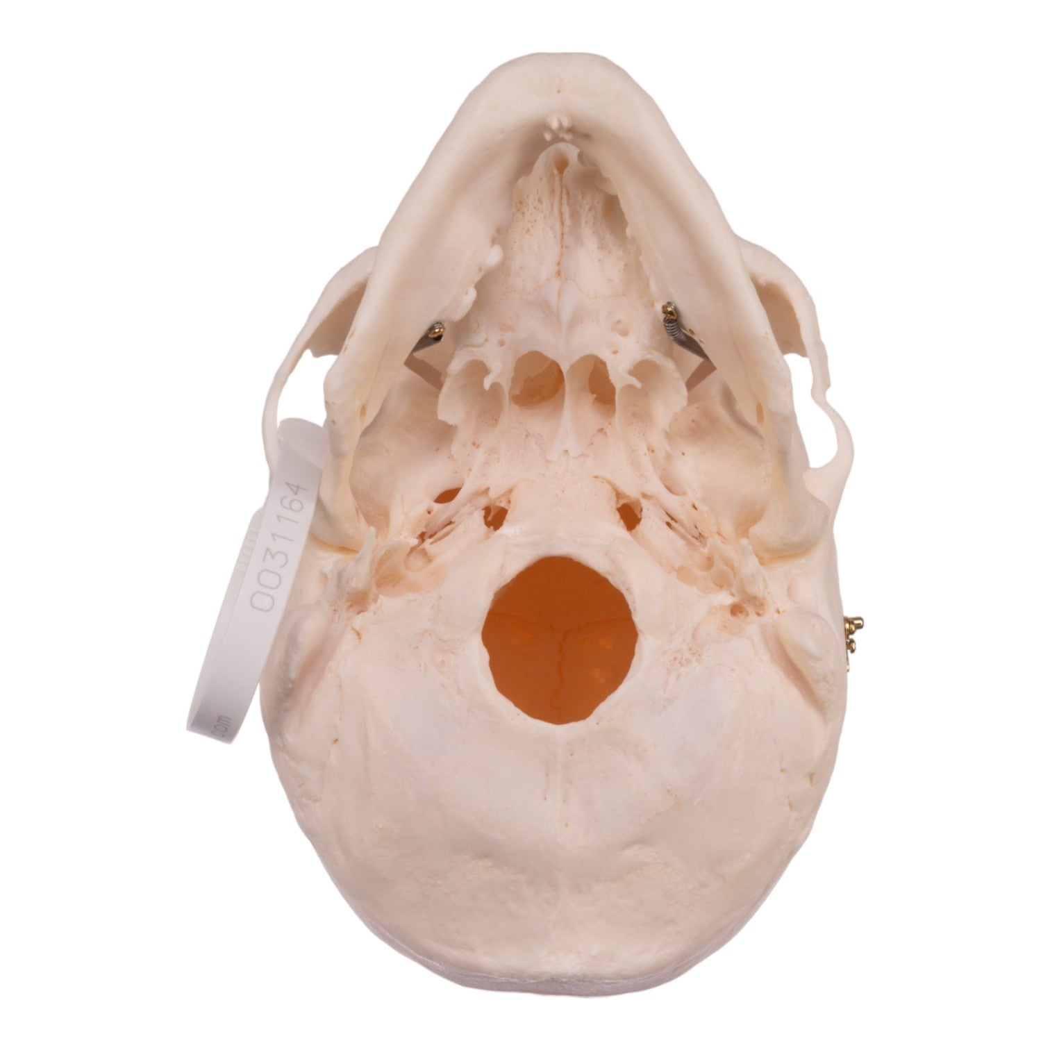 Premium Anatomical Human Skull Model - Accurate Medical & Educational Tool for Students, Doctors & Researchers | Perfect for Classroom, Lab & Study Use