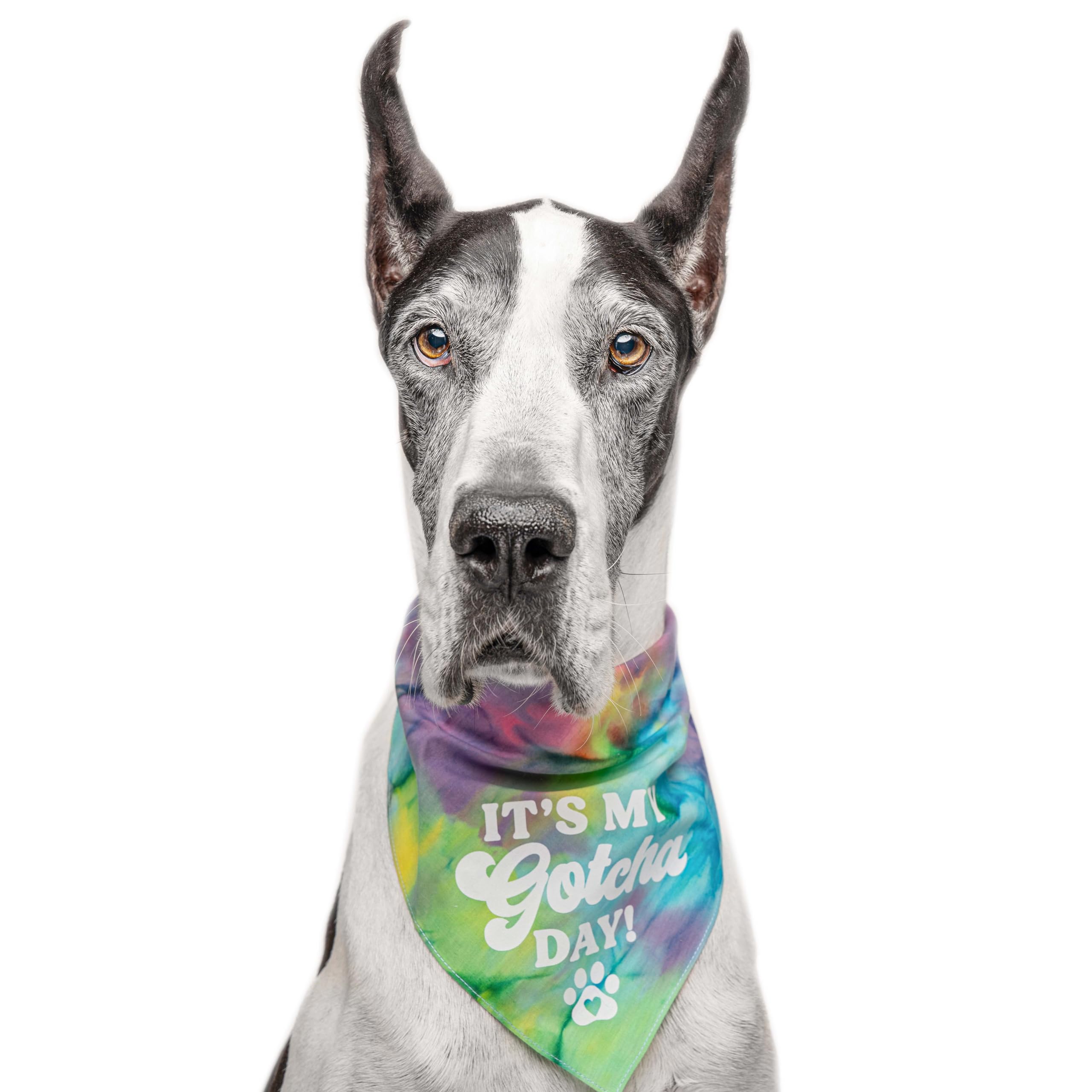 It's My Gotcha Day! Purple Dog Bandana - X-Small (12 Pack) for Birthday Celebrations & Pet Adoption Anniversaries
