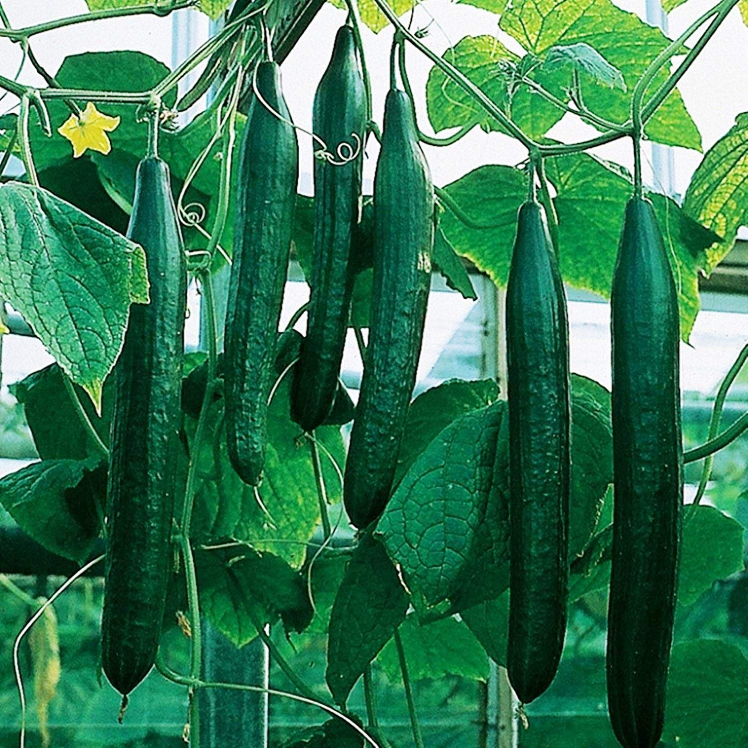 Organic Non-GMO Zozulya F1 Self-Pollinating Cucumber Seeds for Indoor Gardening - Grow Fresh Long Vegetables Year-Round in Containers & Greenhouses