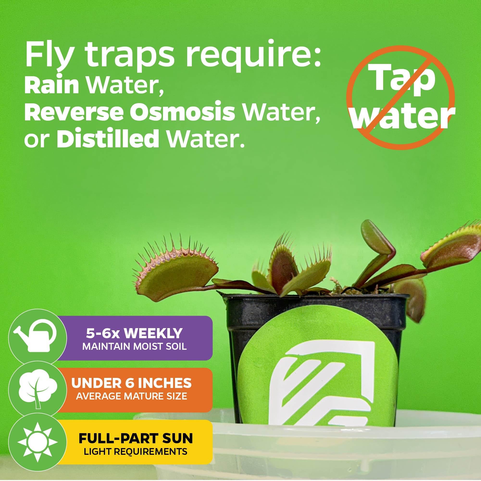 King Henry Venus Fly Trap Live Plant (Dionaea Muscipula) - Carnivorous Indoor & Garden Plant by Wellspring Gardens - Unique Starter Plant for Home, Office, Terrariums & Aquatic Gardens