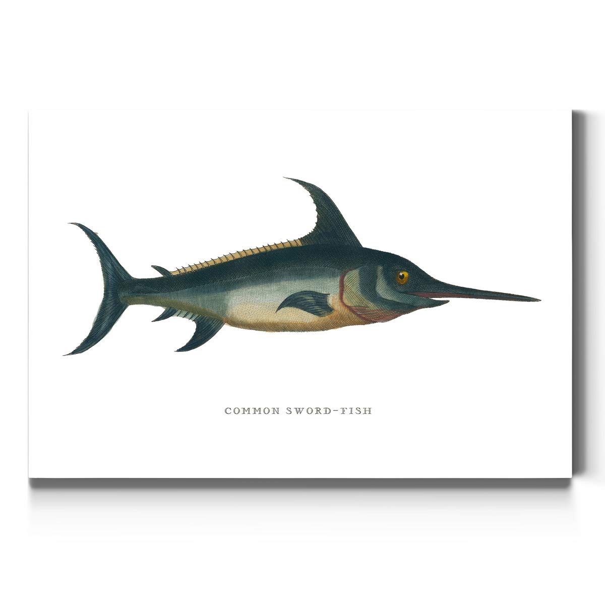 Premium Gallery Wrapped Canvas Art - Swordfish, Wildlife & Beach Villa Decor - 32x48 Inches - Ready to Hang - Made in USA - Perfect for Sport Fishing Enthusiasts & Coastal Home Decor