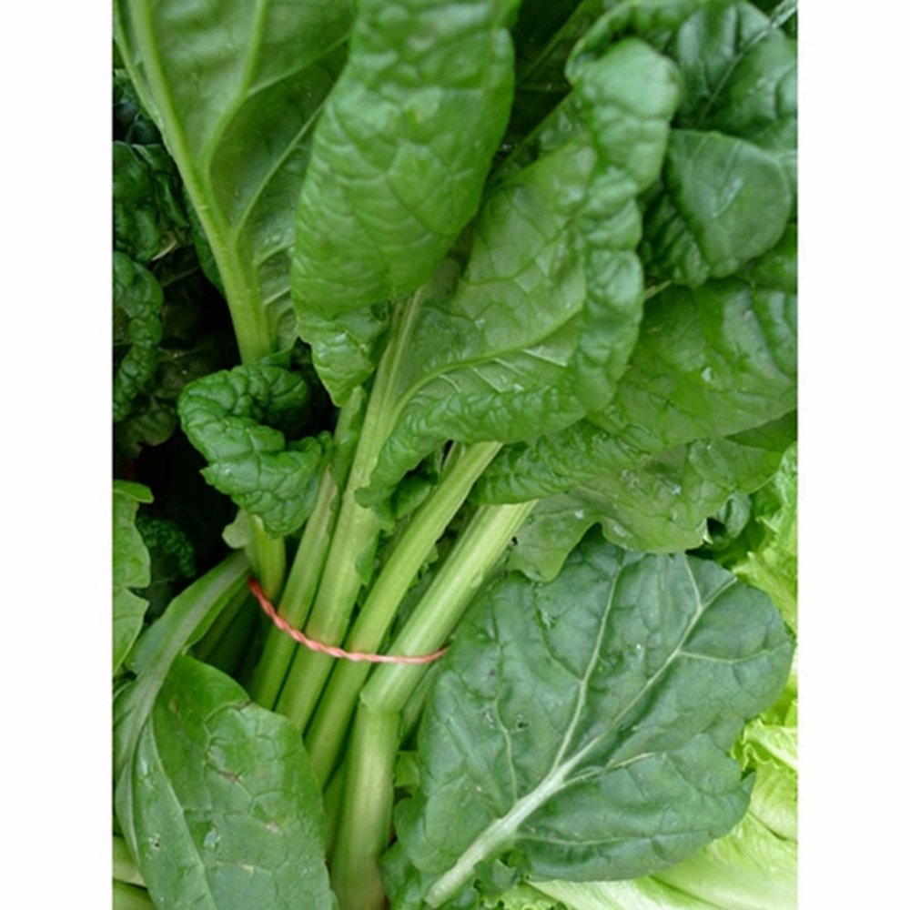 Heirloom Non-GMO Old Fashioned Mustard Green Seeds - 25+ Premium Organic Seeds for Home Gardening, Salads & Pickling