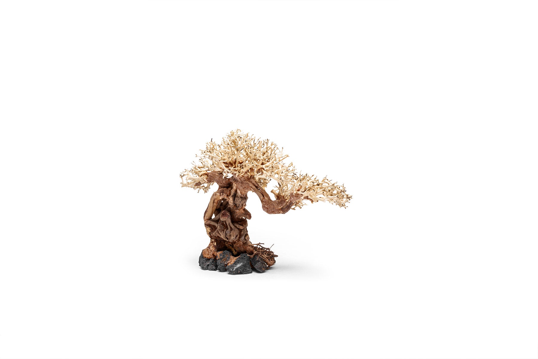 Premium Uns Bonsai 012 - Miniature Bonsai Tree for Home & Office Decor, Zen Garden, Gift Idea