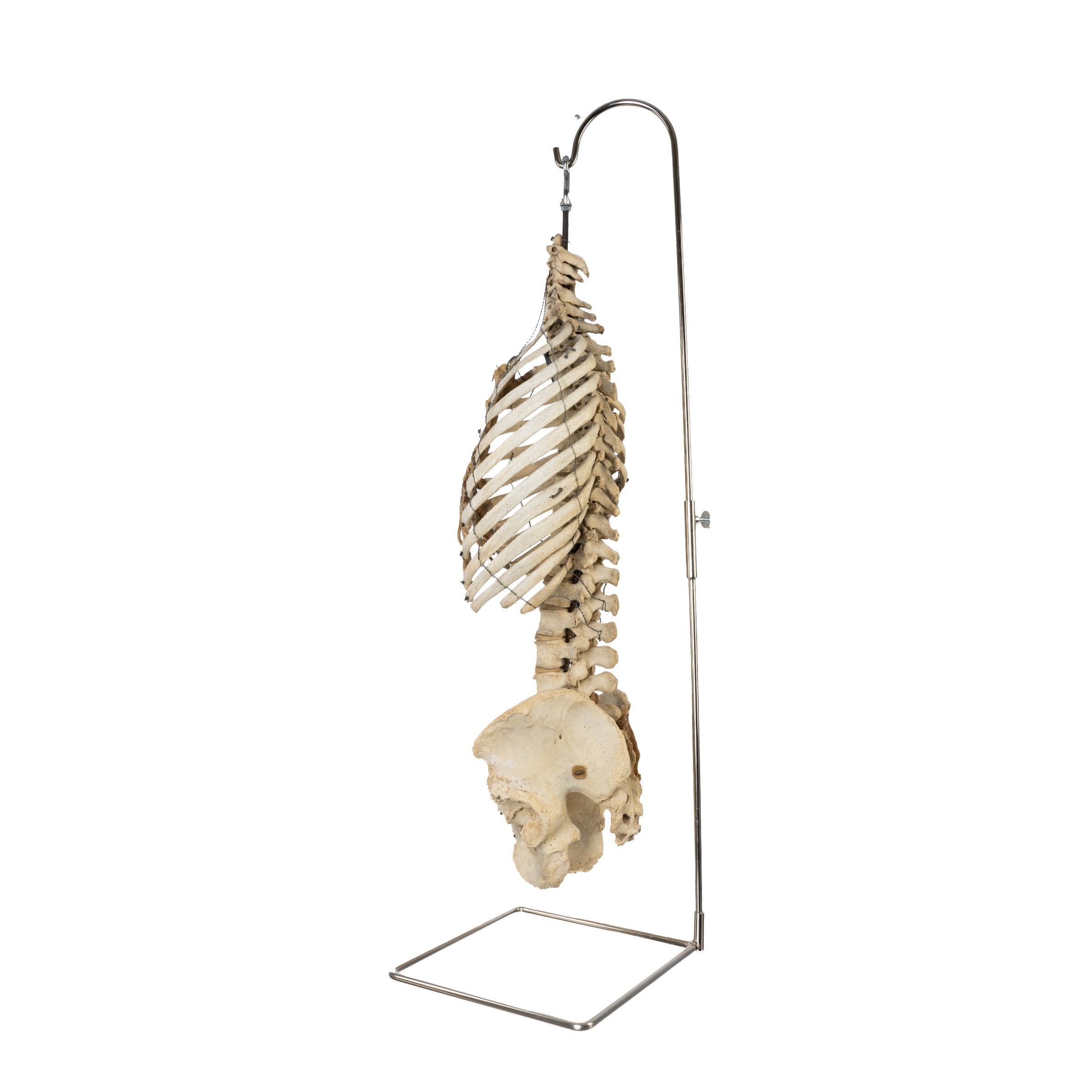 Real Human Torso and Pelvis Model with Stand - Anatomical Study Tool for Medical Students & Doctors - Perfect for Classroom, Lab & Medical Training