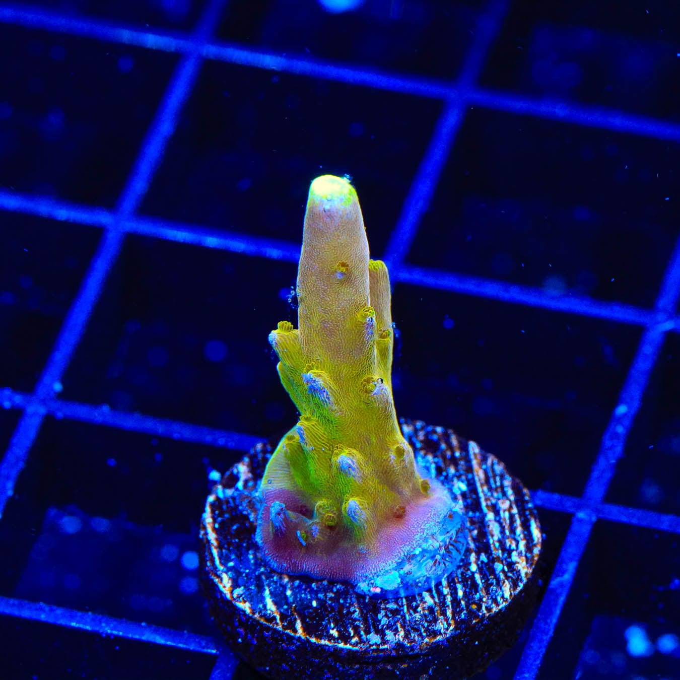 CB Golden Jawdropper Acropora Coral - Premium Saltwater Aquarium Coral for Reef Tanks | Perfect for Coral Propagation and Marine Aquascaping