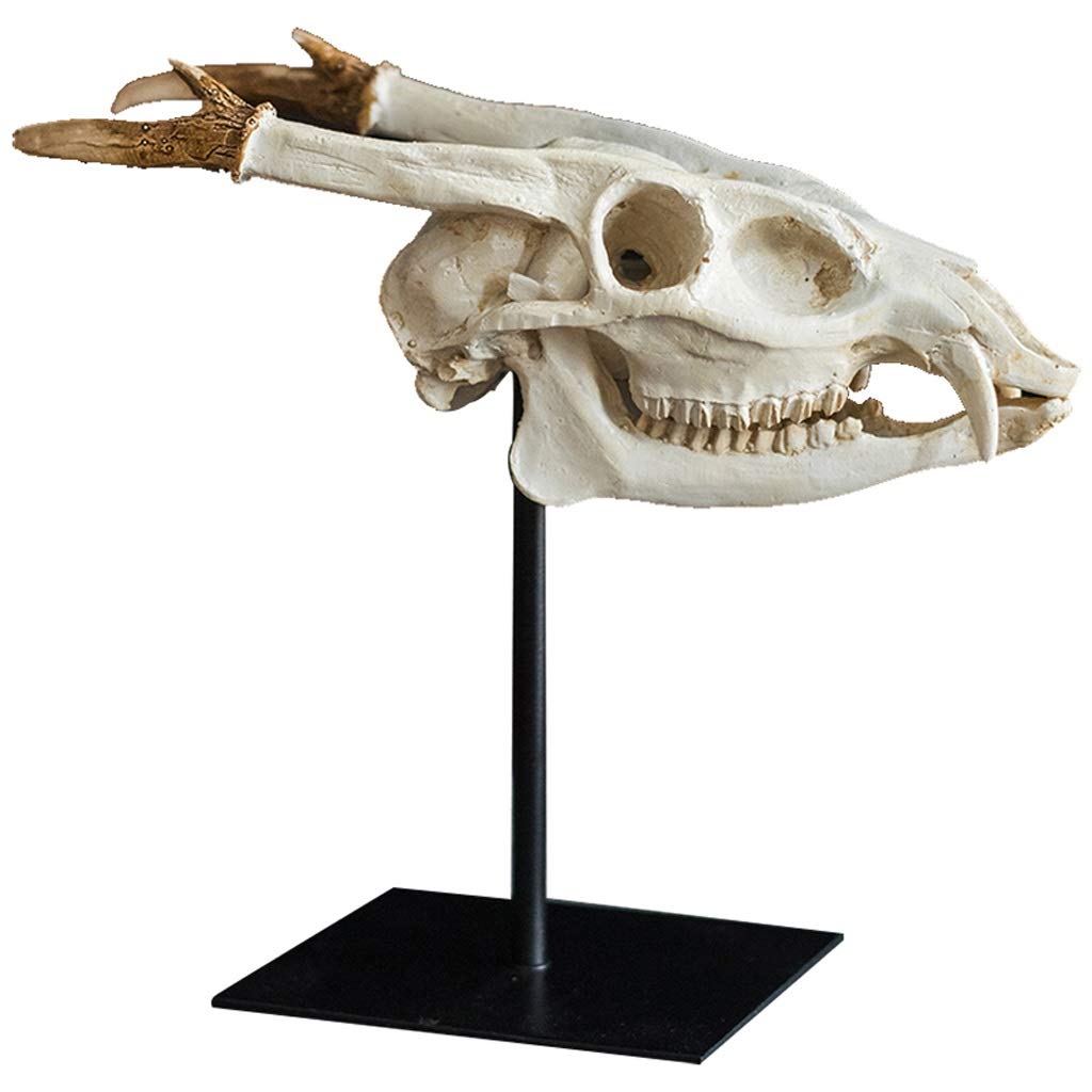 Realistic Dinosaur Skull Resin Statue - Detailed Prehistoric Fossil Replica for Home & Office Decor, Shelf Display, Study Table Ornament | Perfect for Halloween Decor, Science Classroom Display, and Dinosaur Theme Party Decoration