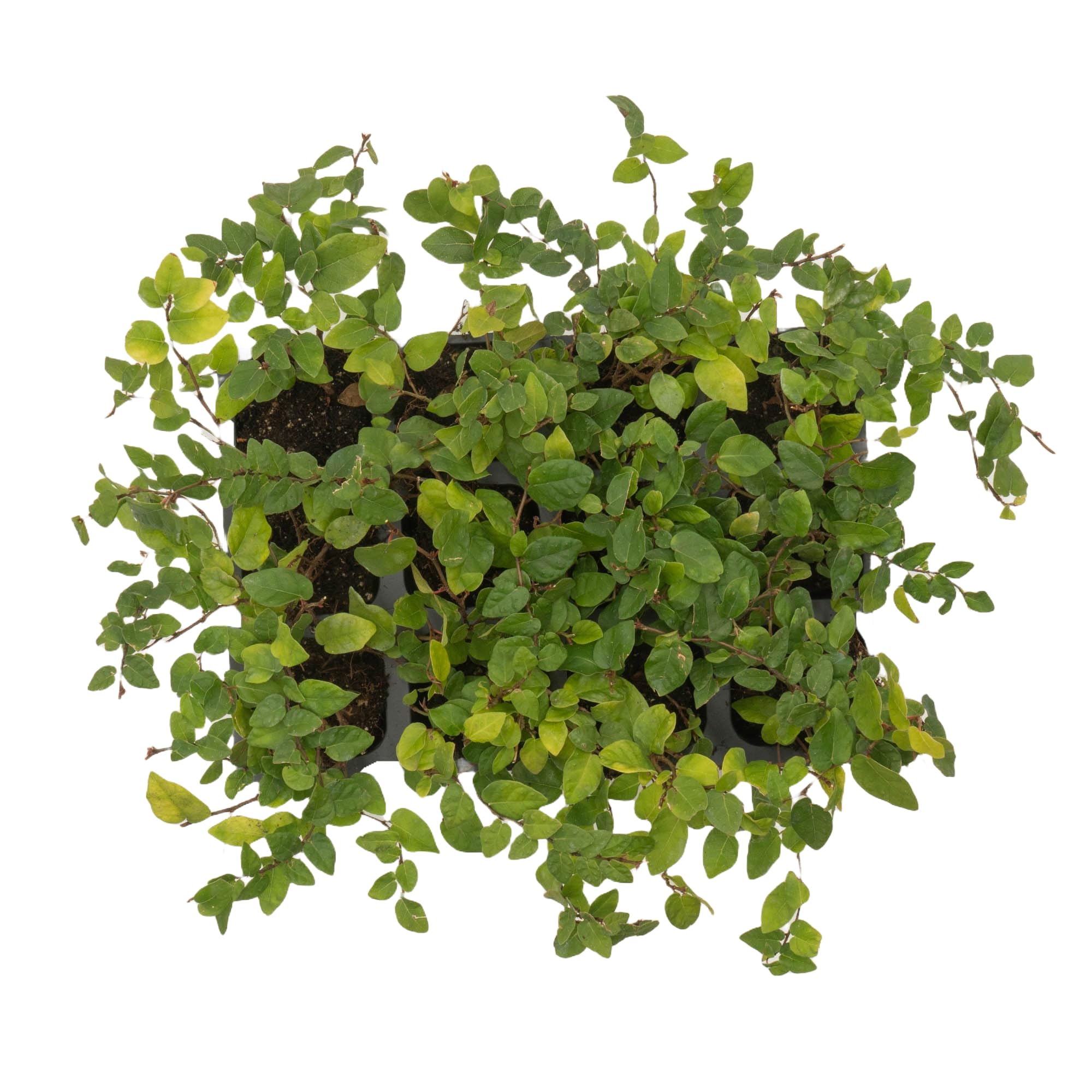 12 Creeping Fig Live Plants - Ficus Repens Fast-Growing Climbing Vine in 2.5