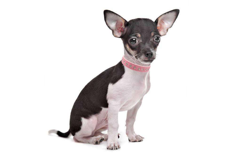 Sparkling Rhinestone Dog Collar - Elegant Crystal Bling Pet Collar for Small Dogs & Cats | Adjustable Suede Leather with Jeweled Design (Medium, Red) | Perfect for Parties, Weddings & Special Occasions