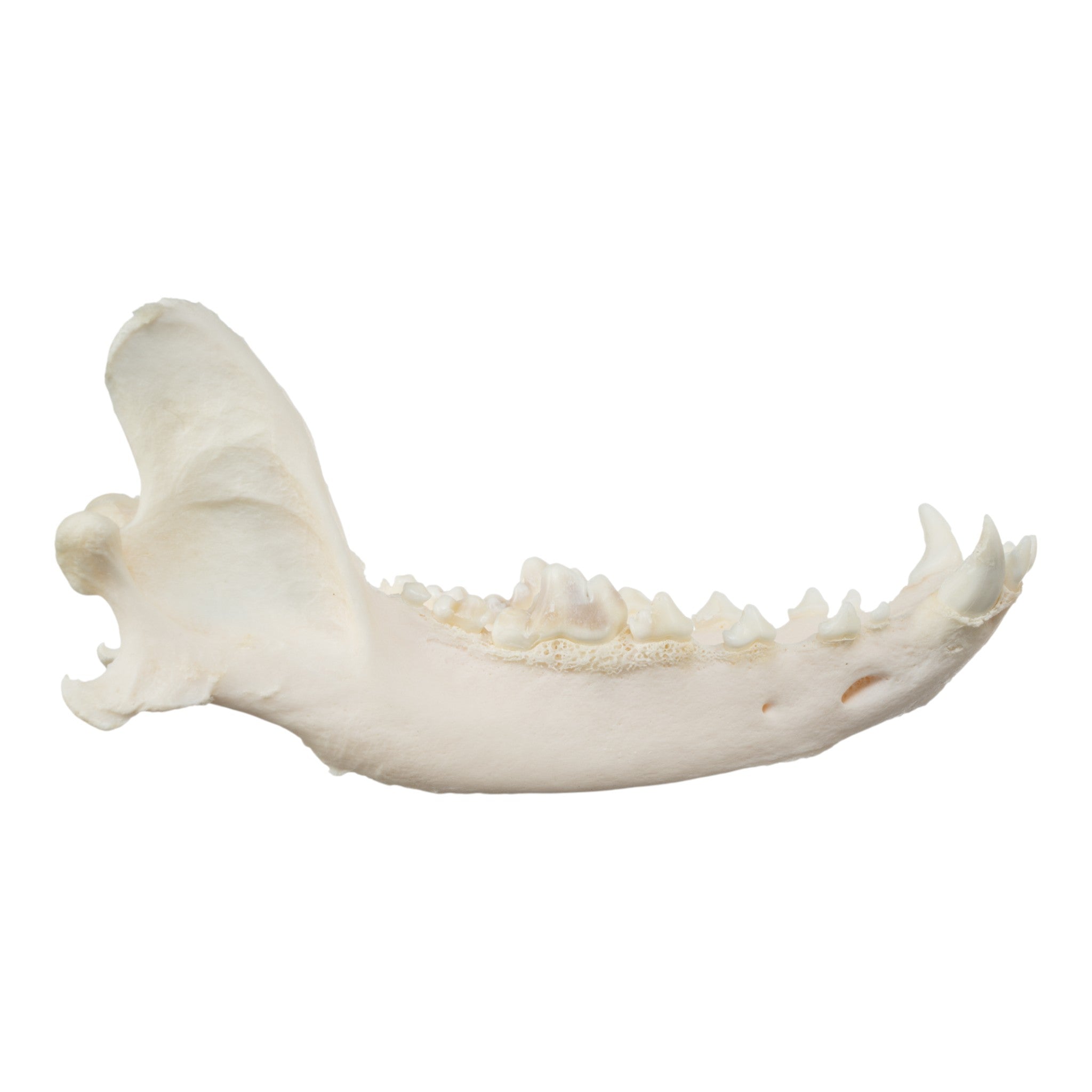 Authentic Domestic Dog Skull - Great Dane Canine Specimen for Veterinary Study, Taxidermy & Educational Use | Perfect for Science Classrooms, Oddity Collectors & Halloween Decor