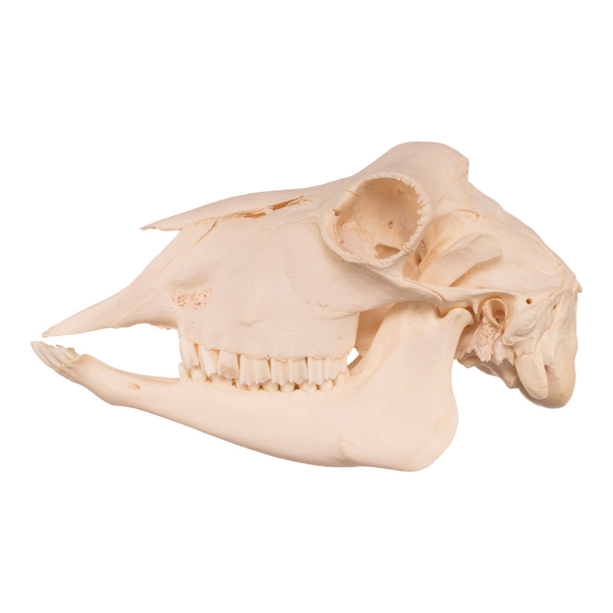 Authentic Real Polled Goat Skull for Home Decor, Taxidermy, and Gothic Collections - Perfect for Halloween, Witchcraft Altars, and Dark Aesthetic Displays