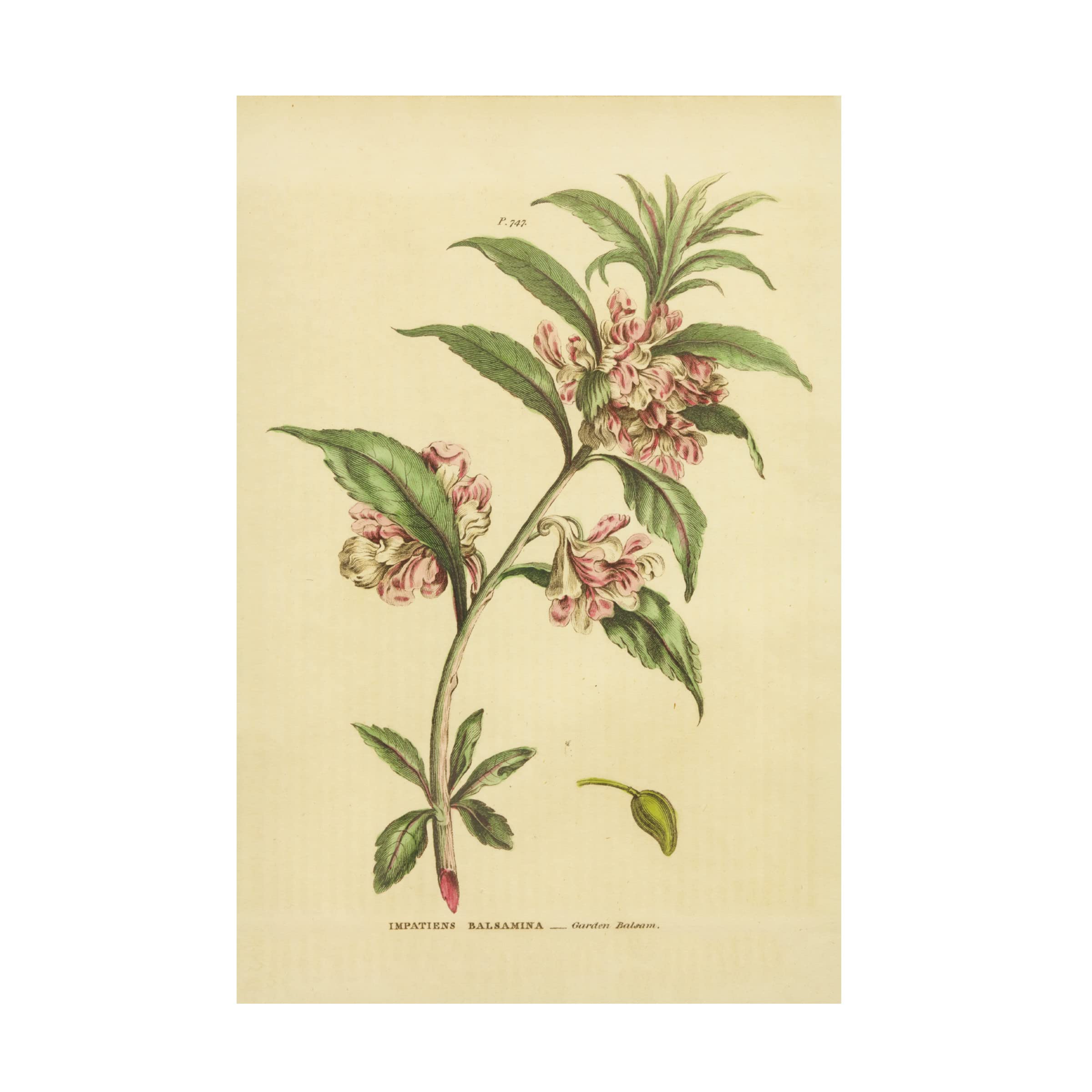 Trademark Fine Art 'Herbal Botanical XXVI' Canvas Wall Art Print by Wild Apple Portfolio - Perfect for Living Room, Bedroom & Office Decor