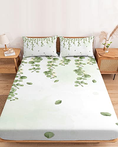 Eucalyptuszlh4346
