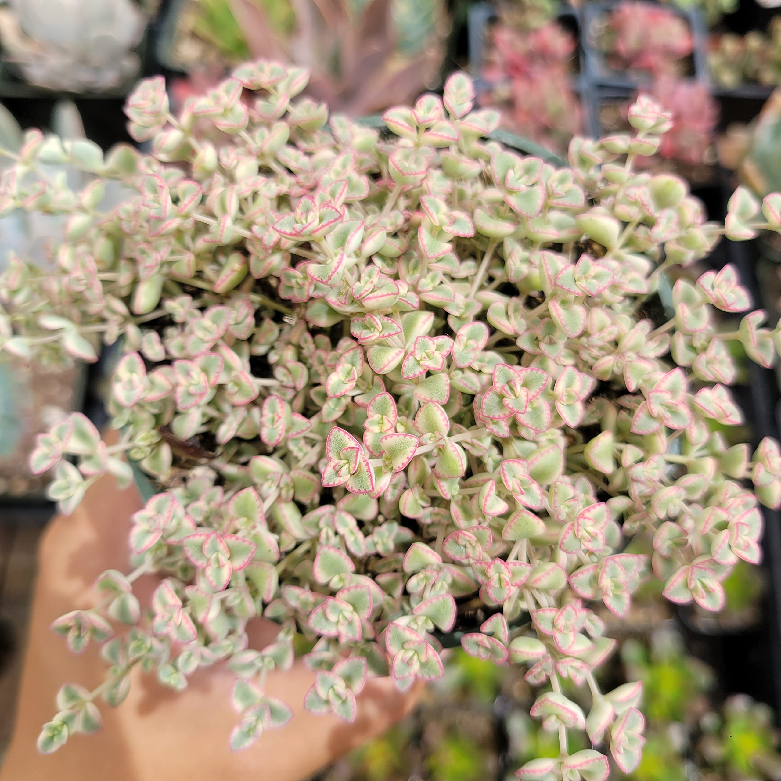 Sedum 'Little Missy' Succulent Plant - 4 Inch Live Succulent for Home, Office, or Garden Decor - Low Maintenance Indoor Outdoor Plant - Perfect for Windowsills, Desktops, and Gift Giving