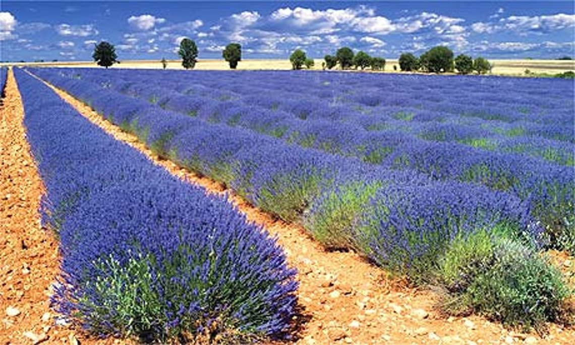 4 French Provence Lavender Plants (Lavandula x Intermedia) in 4 Inch Pots - Fragrant Perennial Herb for Garden, Landscaping & Aromatherapy | Perfect for Outdoor Decor, Gift Giving & Home Relaxation