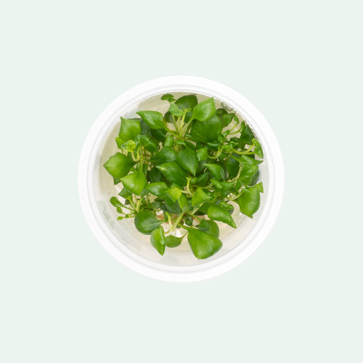 Lobelia Cardinalis Mini Tissue Culture - Live Aquatic Plant for Aquariums & Fish Tanks | Perfect for Freshwater Planted Tanks, Aquascaping & Terrariums