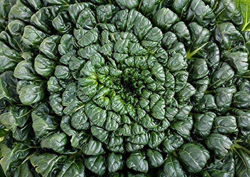 200-4000 Tatsoi Seeds - Green Asian Mustard Spinach with Thick Tender Leaves & High Vitamin Content | Perfect for Home Gardening, Asian Cuisine & Healthy Salads