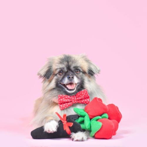 Premium Bouquet of Roses Dog Toy - Soft & Durable Chew Toy for Small & Large Dogs - Perfect for Playtime, Training & Gifting
