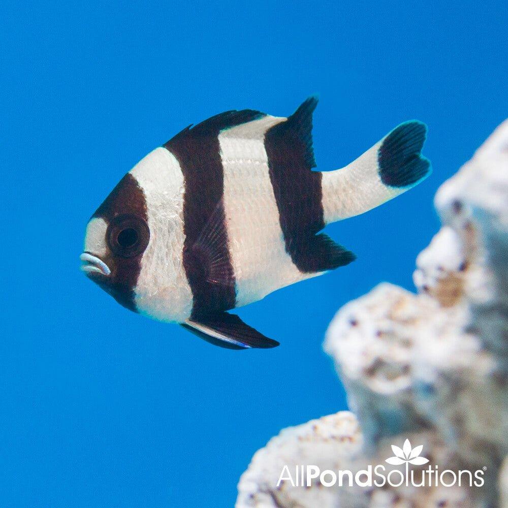 Four Stripe Humbug Fish - Dascyllus melanurus Saltwater Aquarium Fish for Reef Tanks & Marine Aquariums