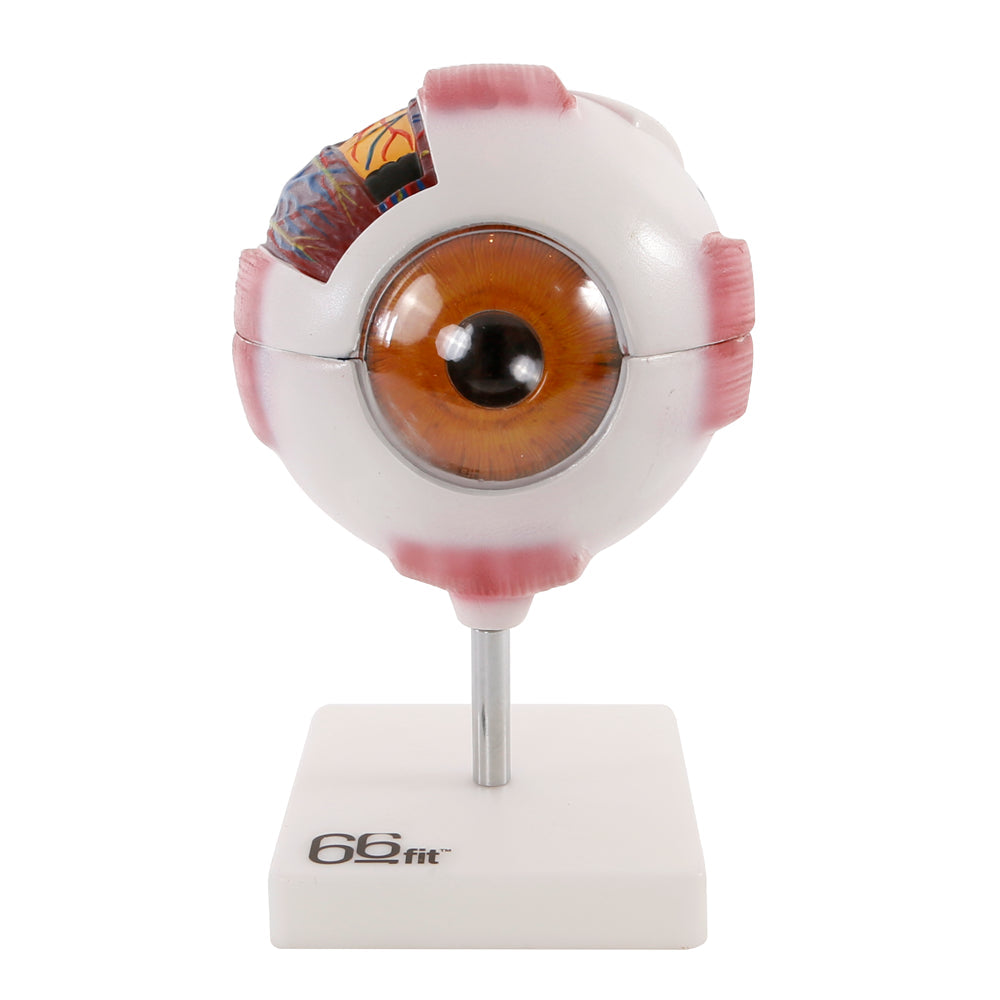 66Fit Giant Eye Model - 3D Anatomical Eye Structure for Science Education & Medical Study - Perfect for Classrooms, Labs & Home Learning