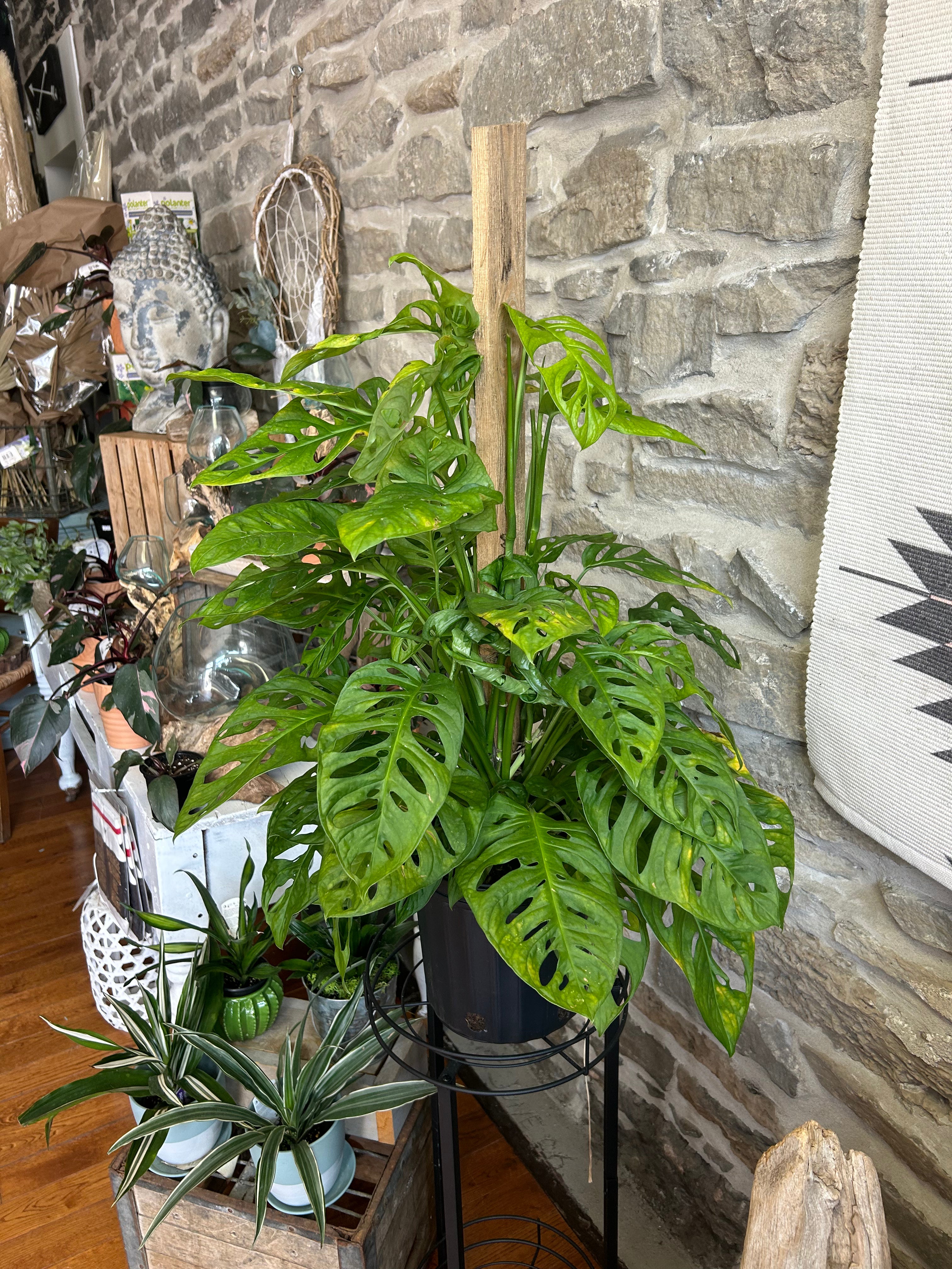 Totem Philodendron & Swiss Cheese Plant - Live Indoor Houseplant for Home Decor, Office, and Garden | Perfect for Living Rooms, Bedrooms, and Balconies