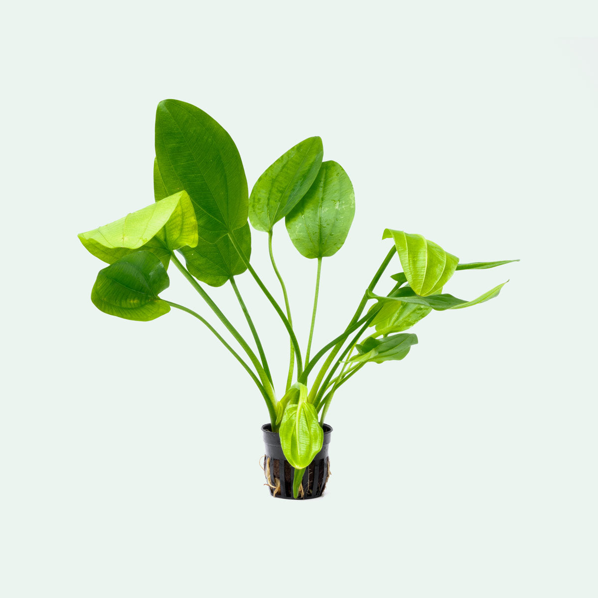 Echinodorus Ascherianus Live Aquarium Plant - Easy Care Freshwater Aquatic Plant for Fish Tanks, Ponds & Aquascaping (Perfect for Beginners & Planted Aquariums)