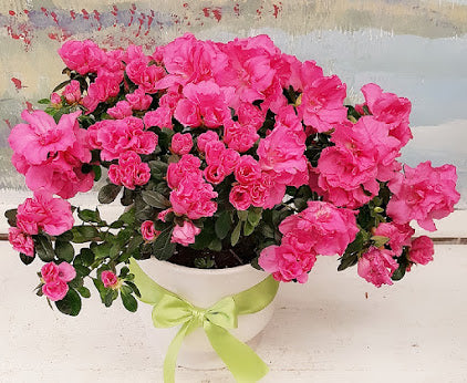 2019 Azalea Plant - Live Flowering Shrub for Garden, Landscaping & Outdoor Decor | Perfect for Patios, Yards & Home Gardens
