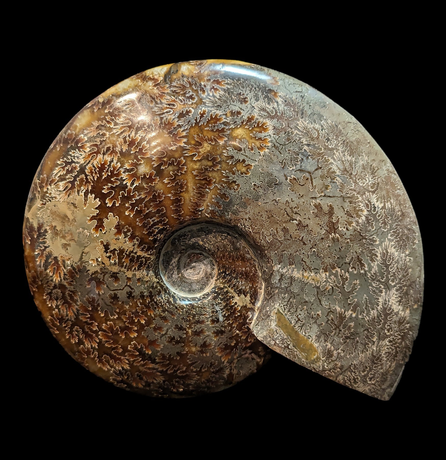 Premium Whole Sutured Polished Ammonite Fossil Specimen - Authentic Natural Ammonite for Home Decor, Collection & Gift Giving