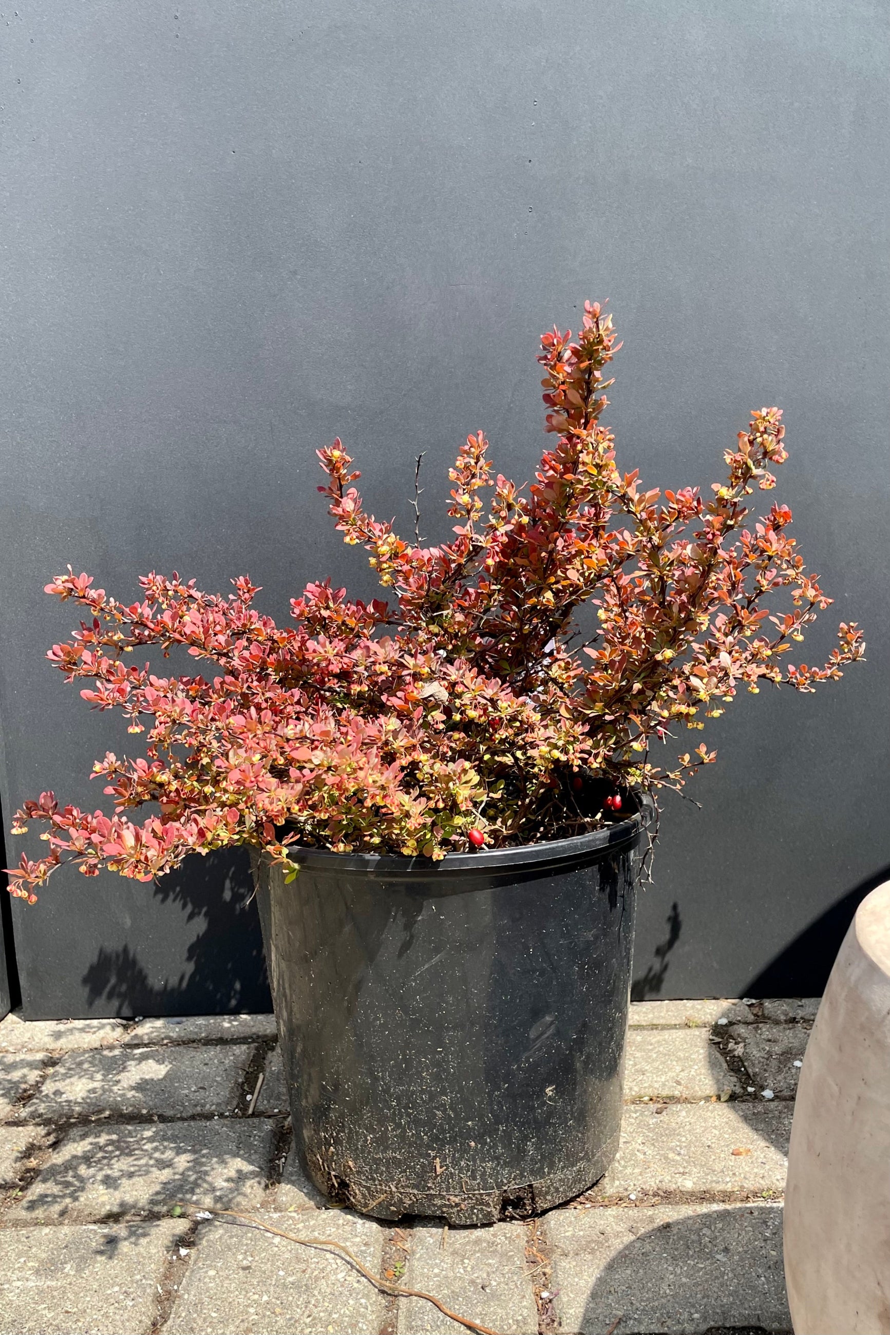 Berberis thunbergii 'Admiration' #3 - Japanese Barberry Shrub for Landscaping, Privacy Hedges & Garden Borders | Perfect for Outdoor Decoration & Low-Maintenance Gardens