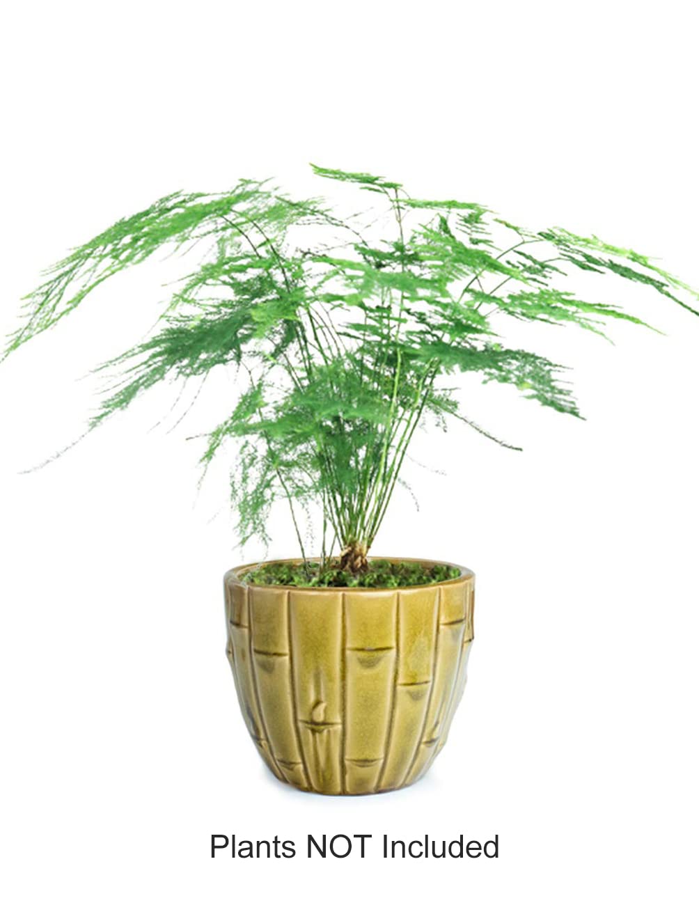 4.5 Inch Dahlia Bamboo Ceramic Planter - Succulent & Plant Pot with Drainage Hole for Indoor & Outdoor Decor, Home Office Desk, Garden, Patio
